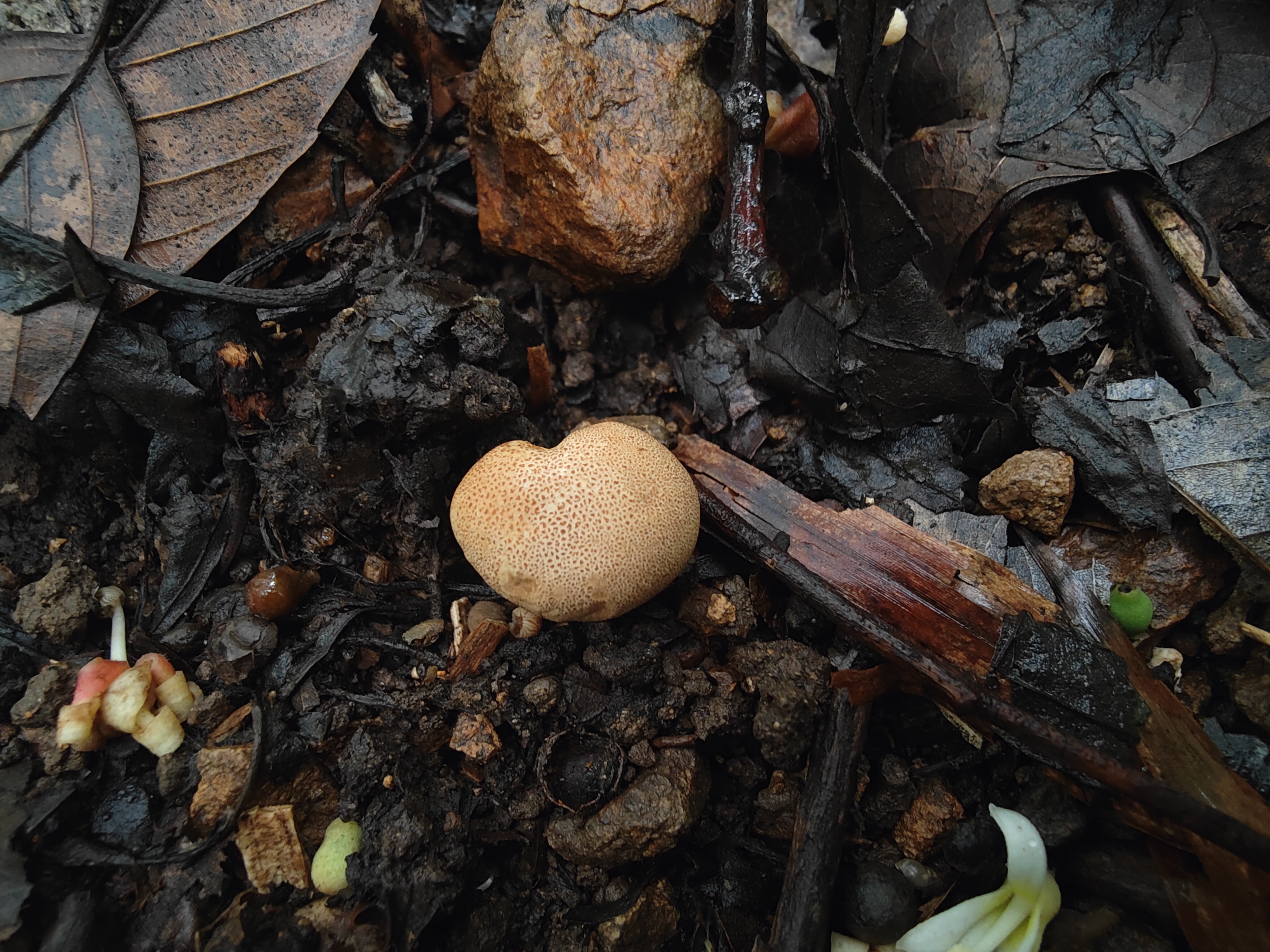 马勃状硬皮马勃