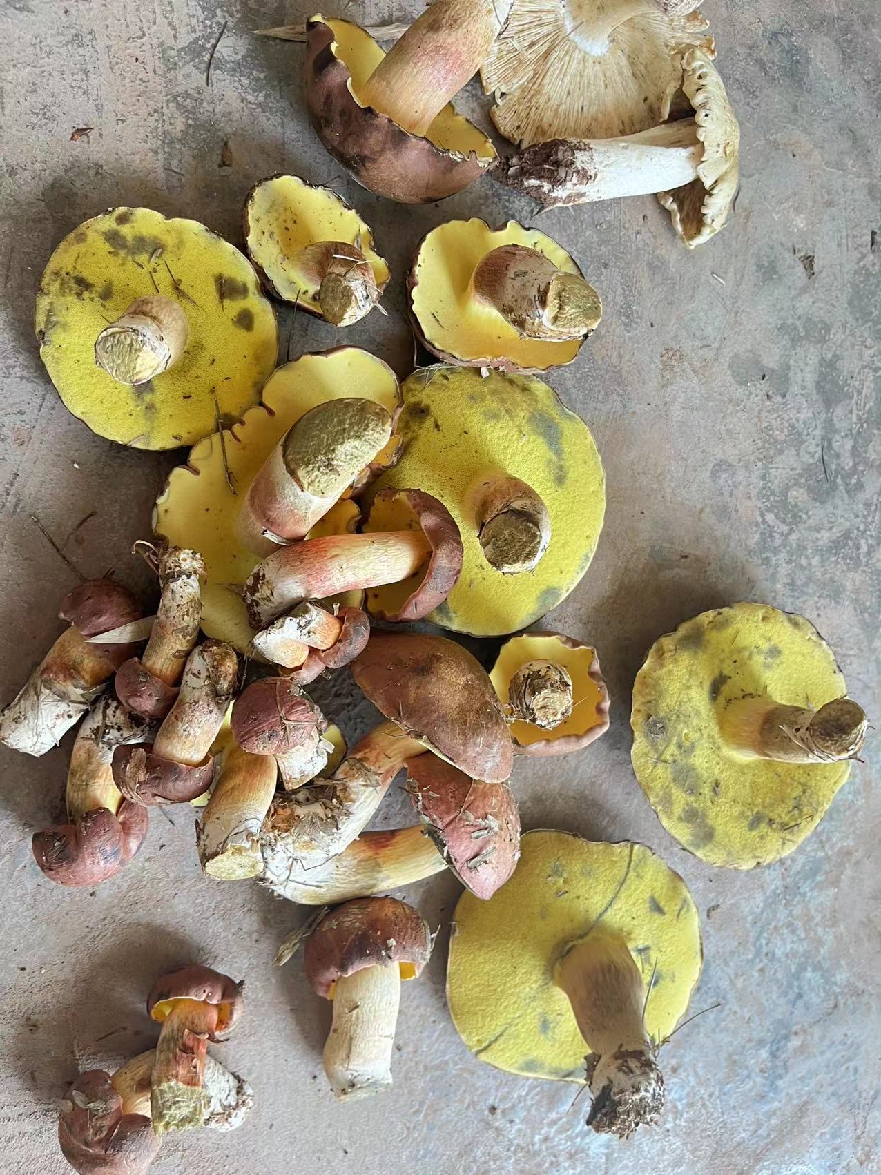 隐纹条孢牛肝菌