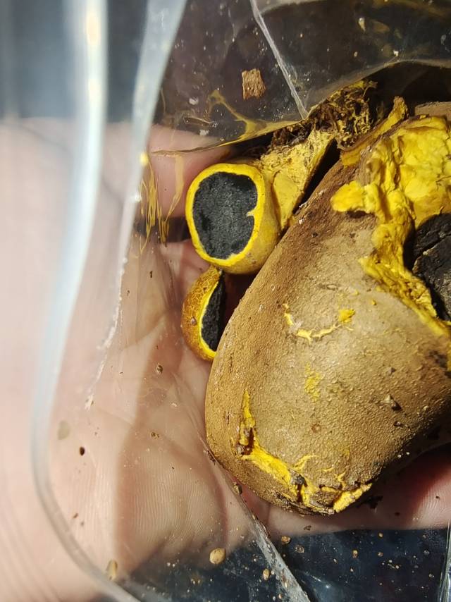 珍珠金硬皮马勃参照种