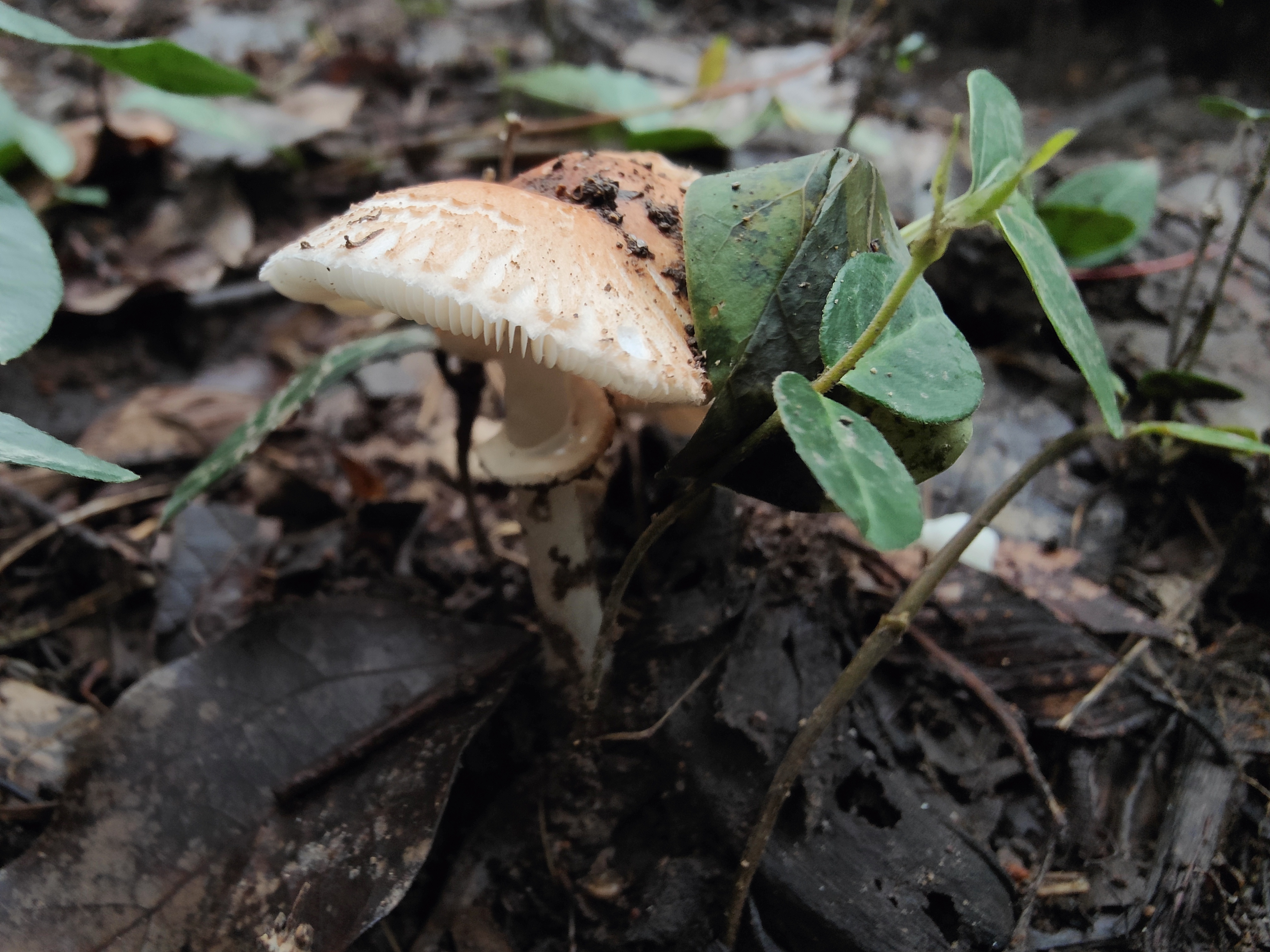 红染白环蘑复合群