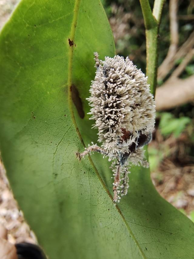 棒孢新拟盘多毛孢