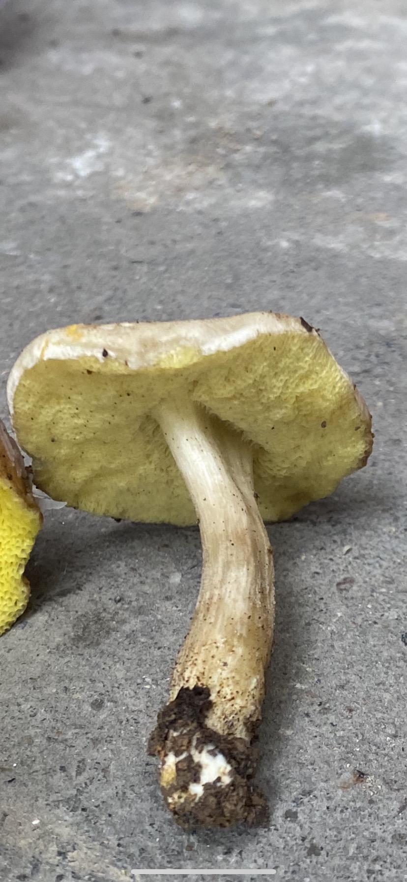 萝卜味金牛肝菌