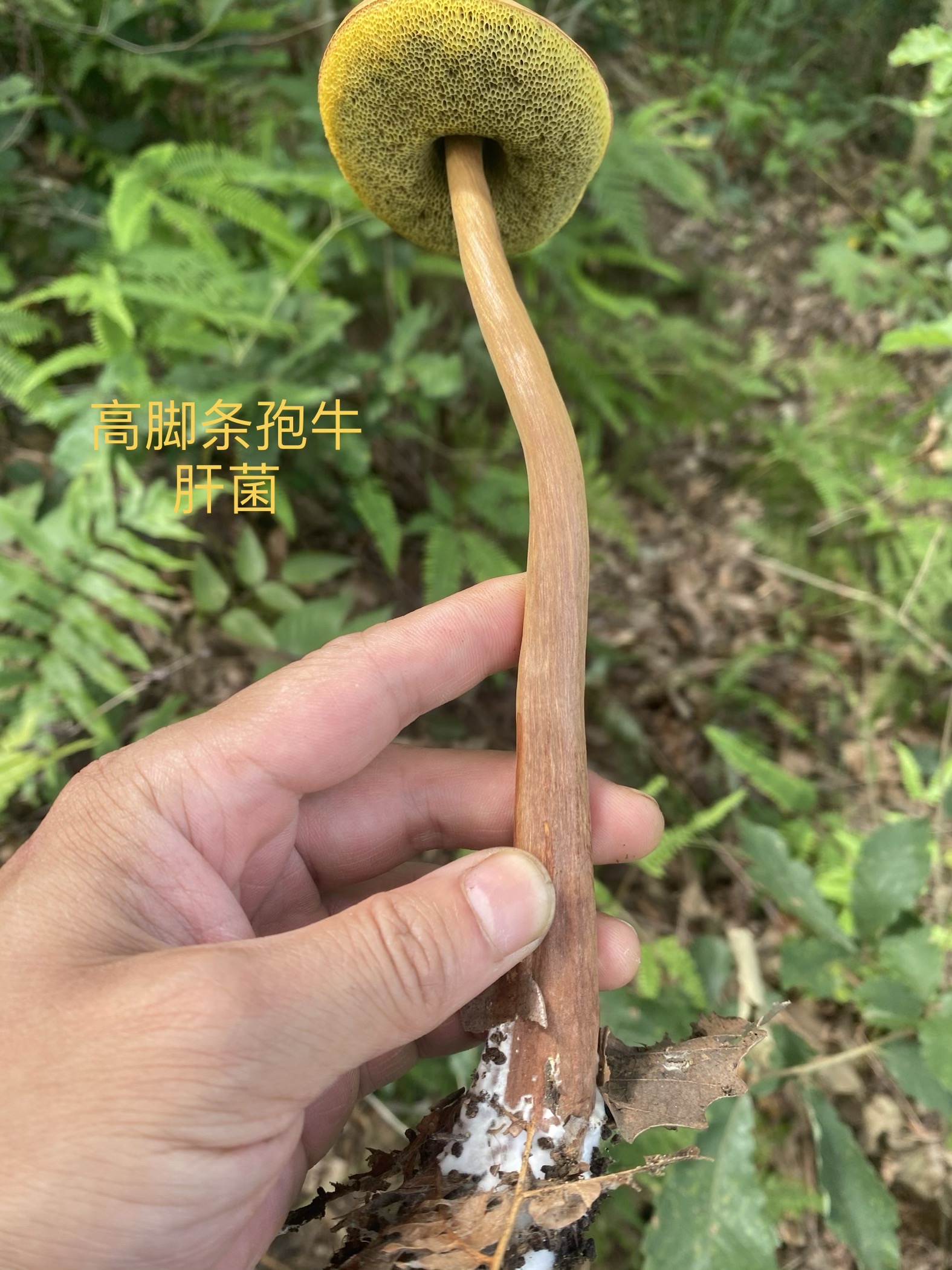 高脚条孢牛肝菌