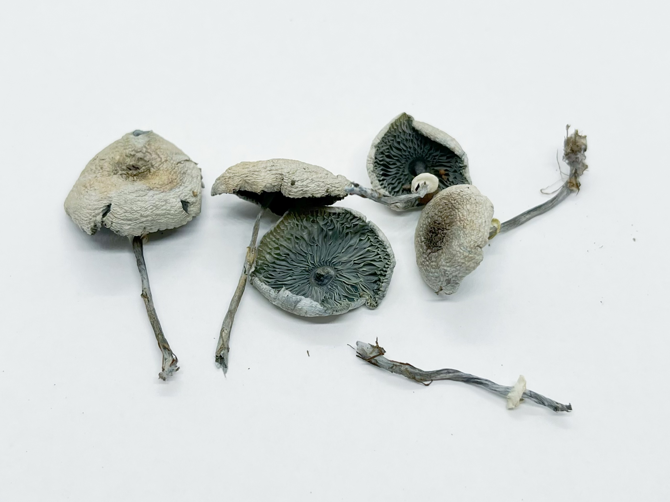 变蓝白环蘑近似种