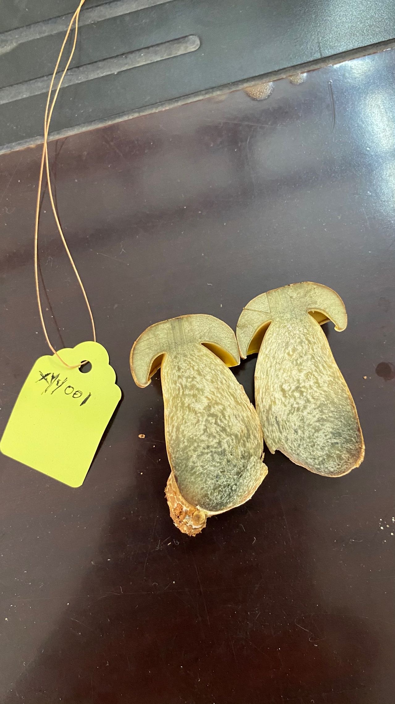 隐纹条孢牛肝菌