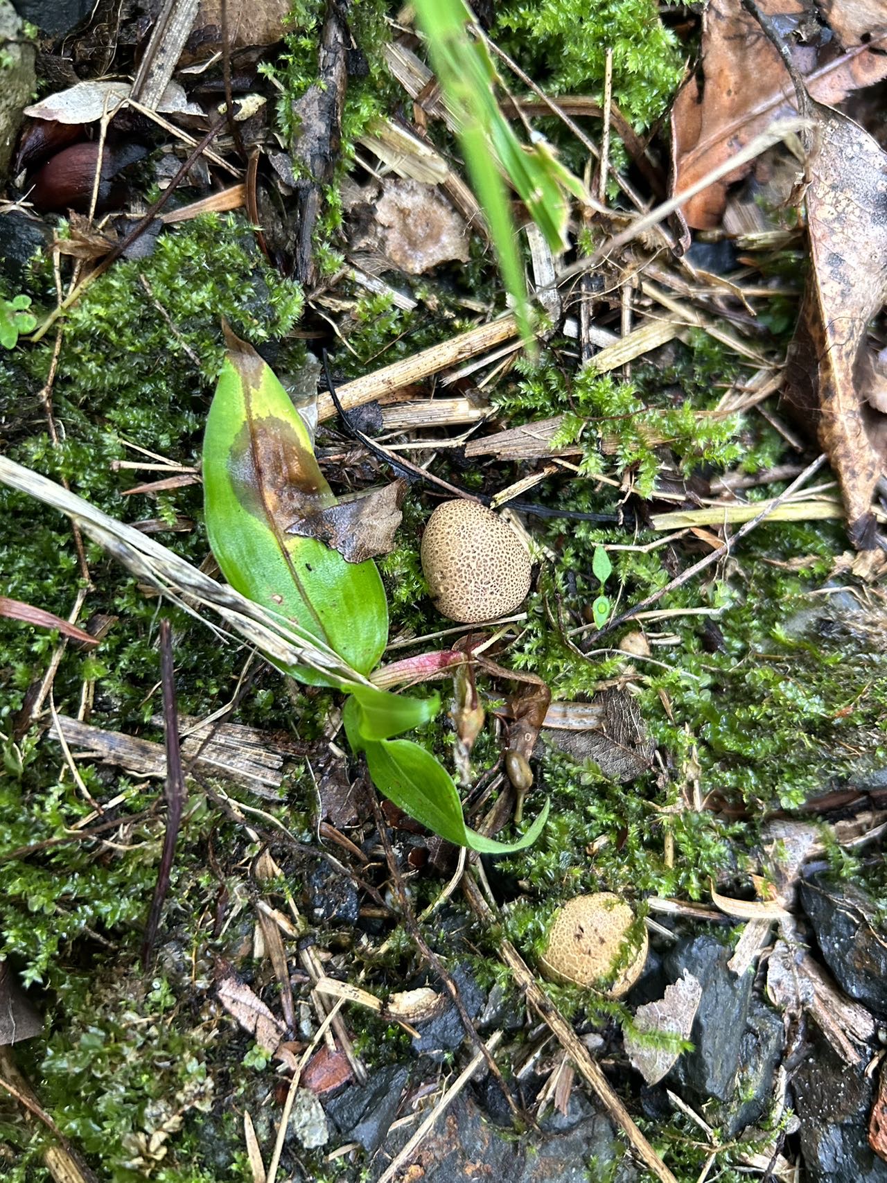 洁硬皮马勃复合群