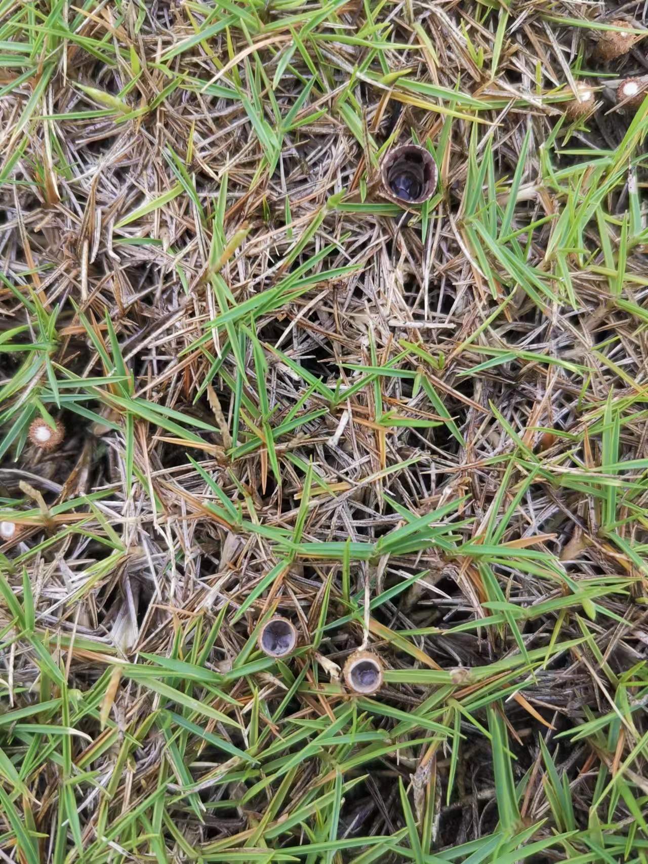 厚壁黑蛋鸟巢菌