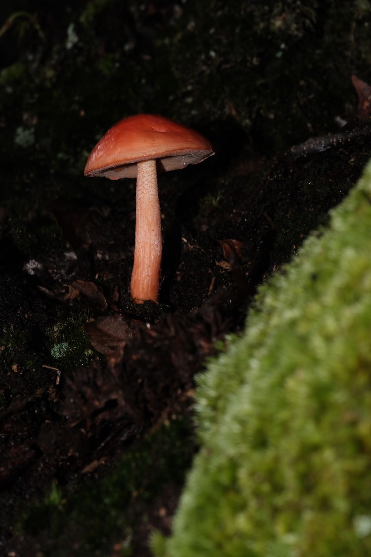 中华橙黄小疣柄牛肝菌 暂定