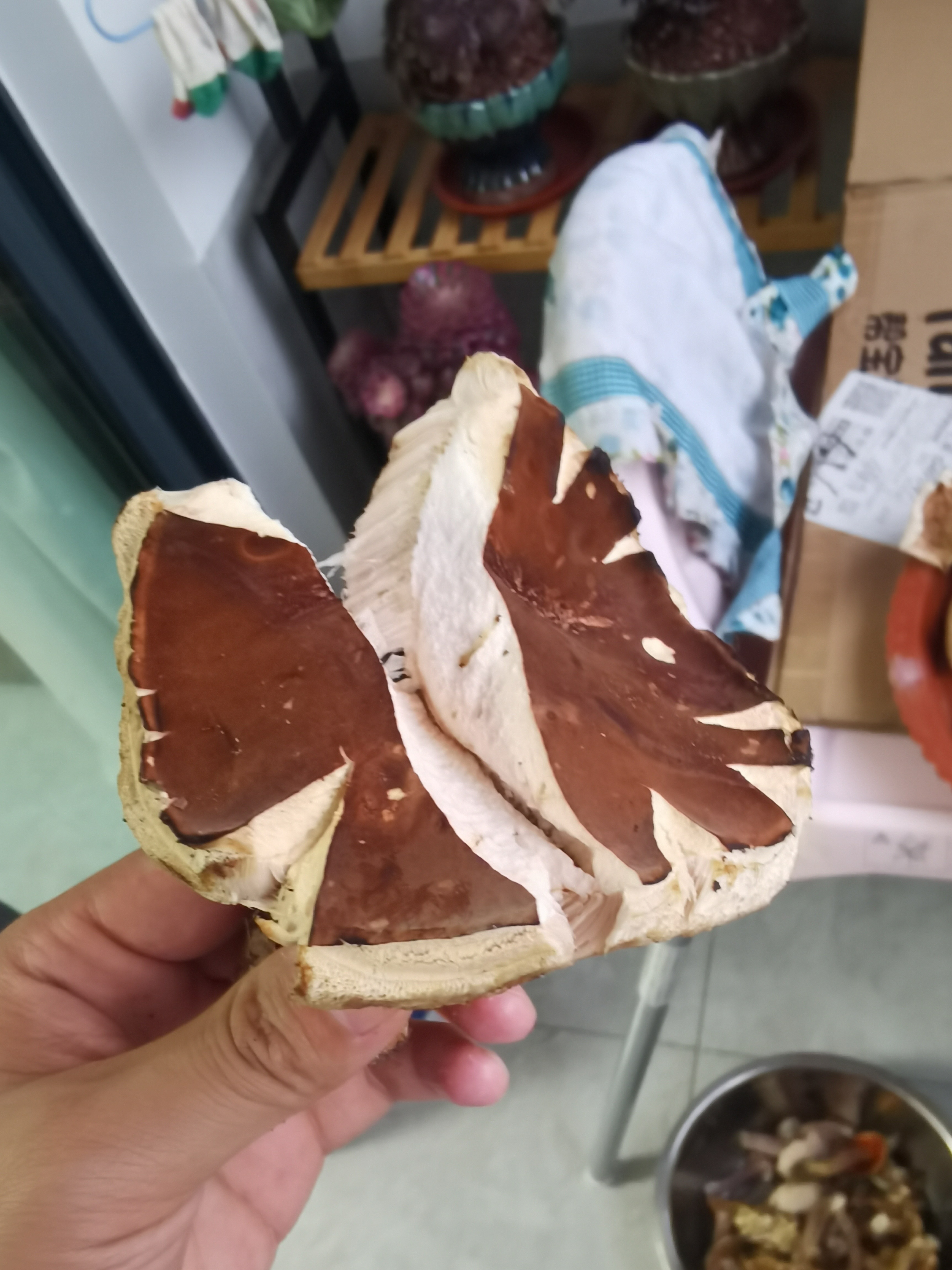 褐金孢牛肝菌近似种