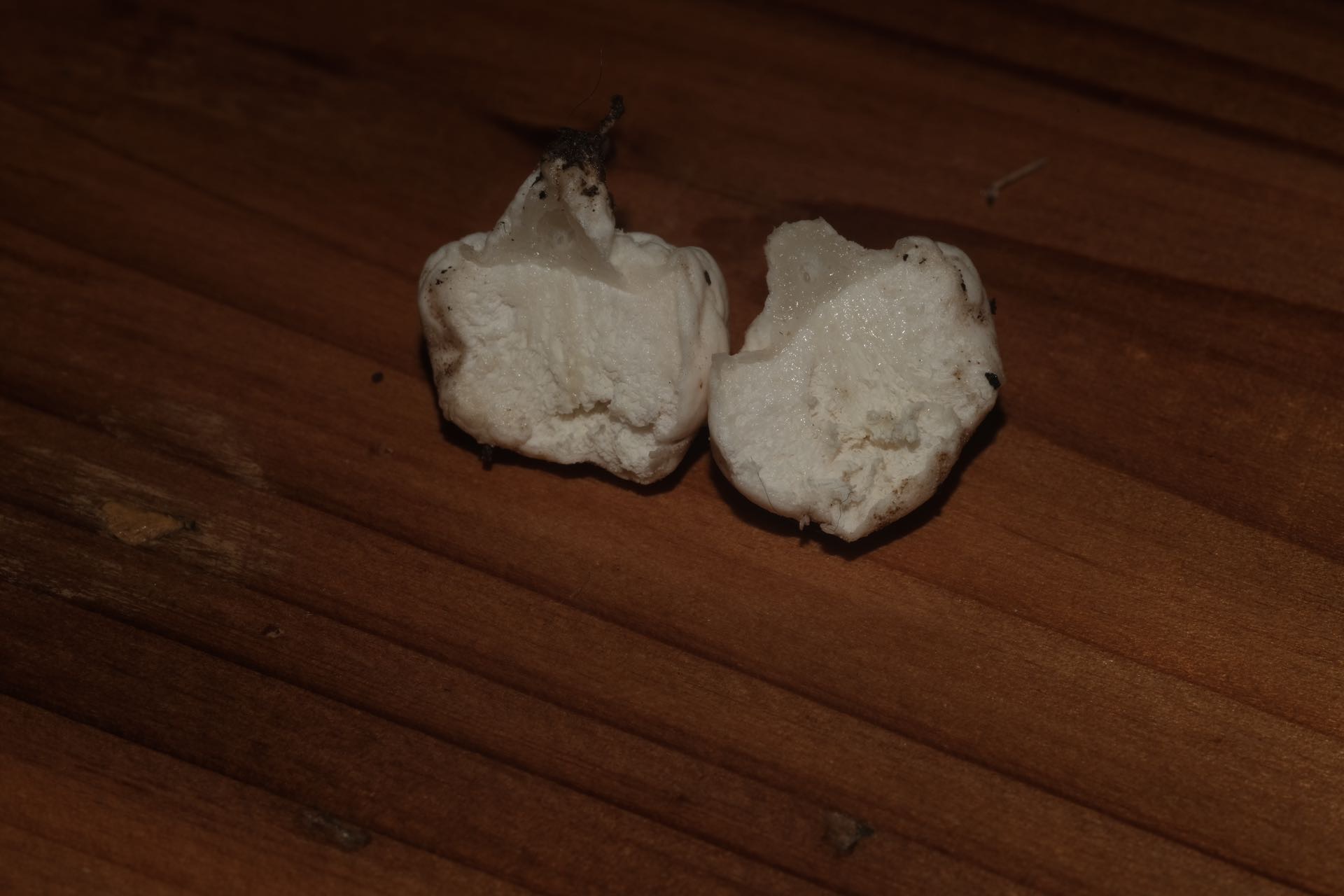 草地马勃复合群