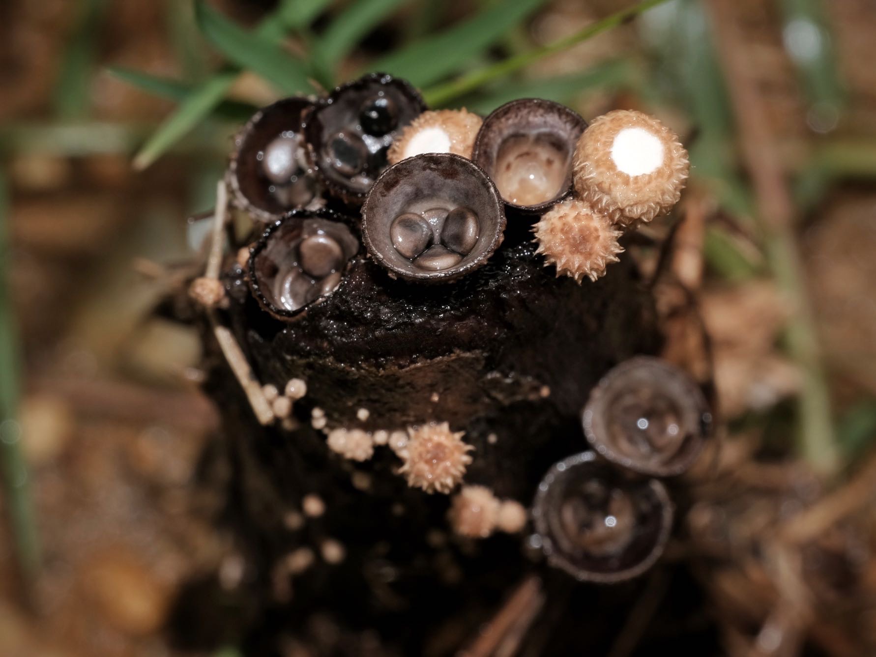 粪生黑蛋鸟巢菌复合群