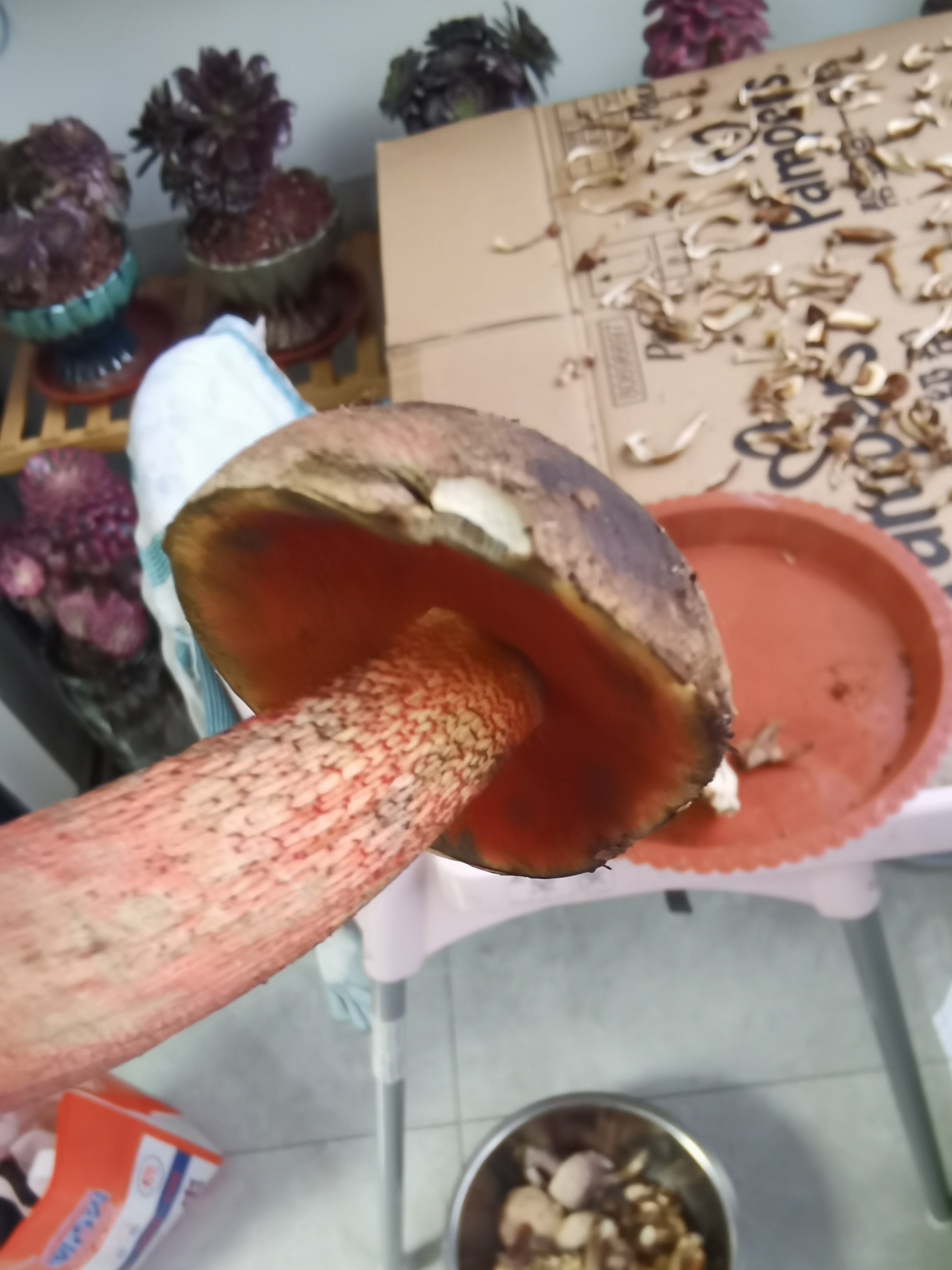 蛇皮红孔牛肝菌