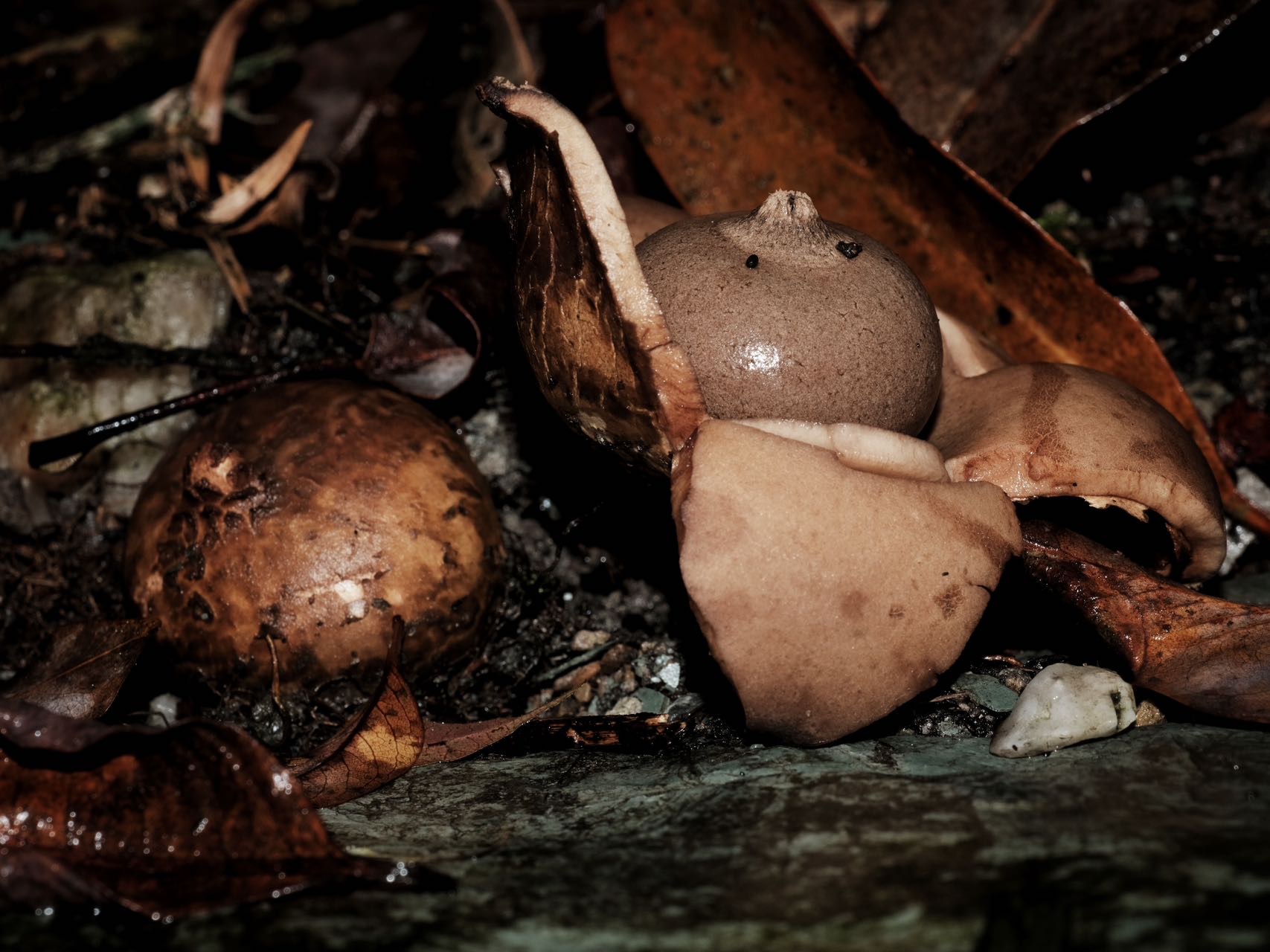 尖顶地星复合群