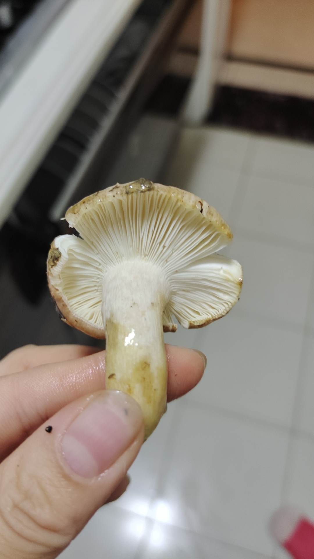 灰柄红菇近似种