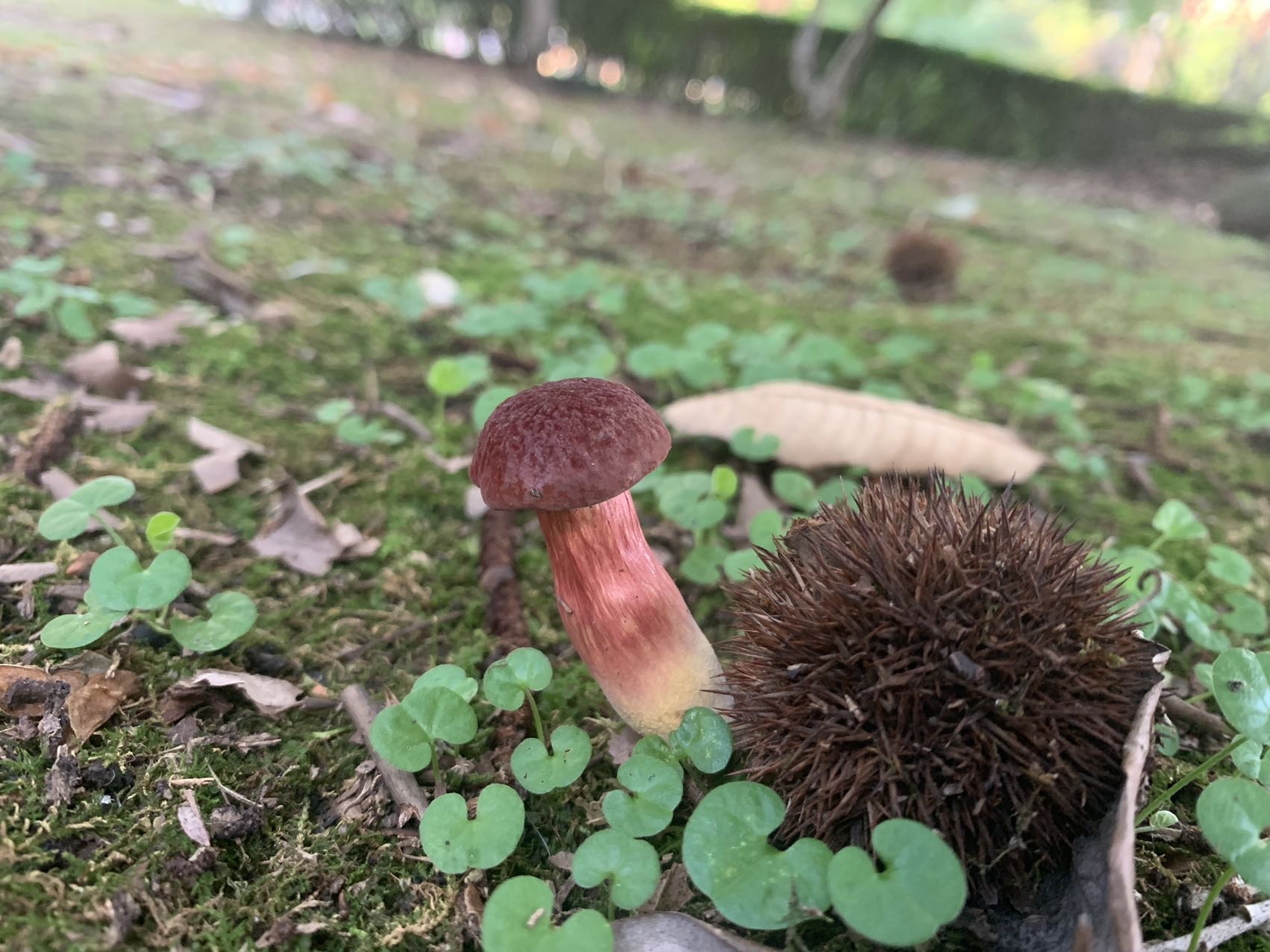 杏仁味庭院牛肝菌近似种