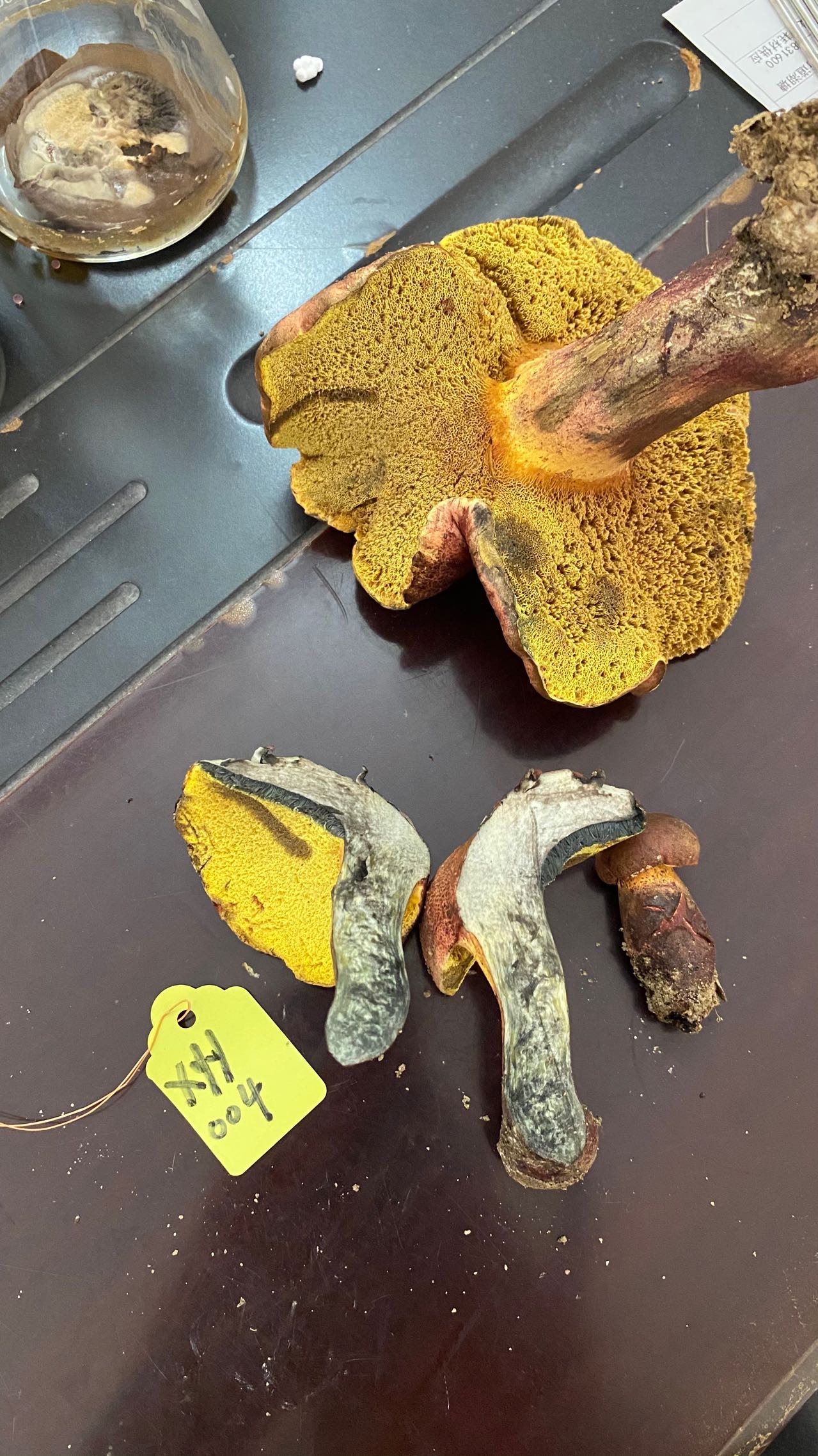 海南黄肉牛肝菌