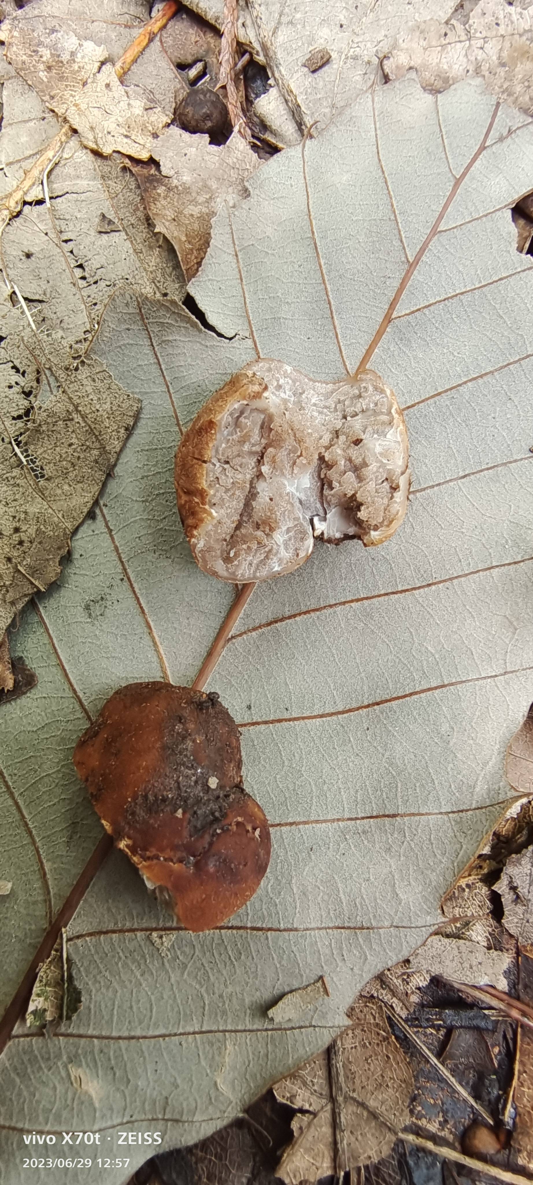 会东块菌复合群