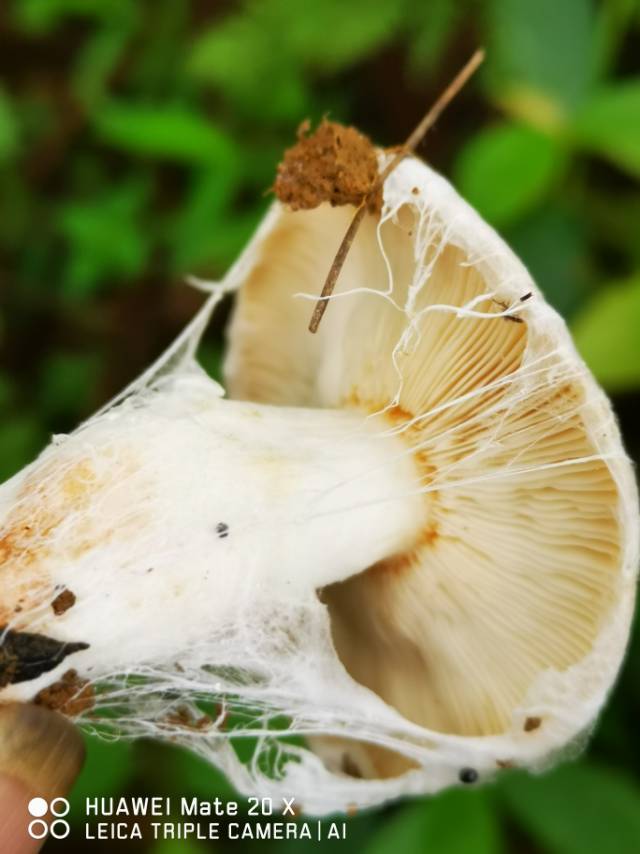 寄生的菌丝为山东粉褶蕈