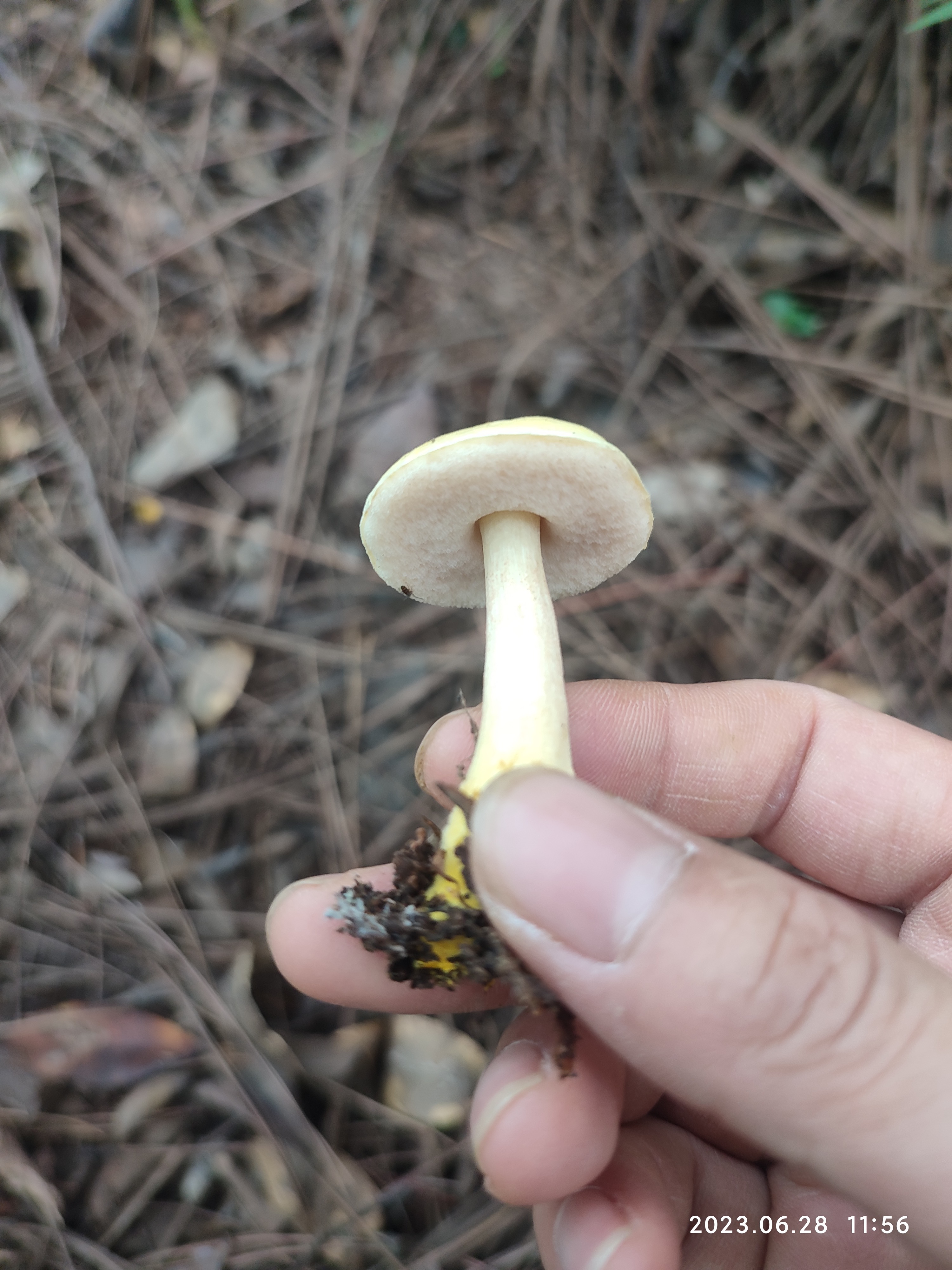 黄盖臧氏牛肝菌