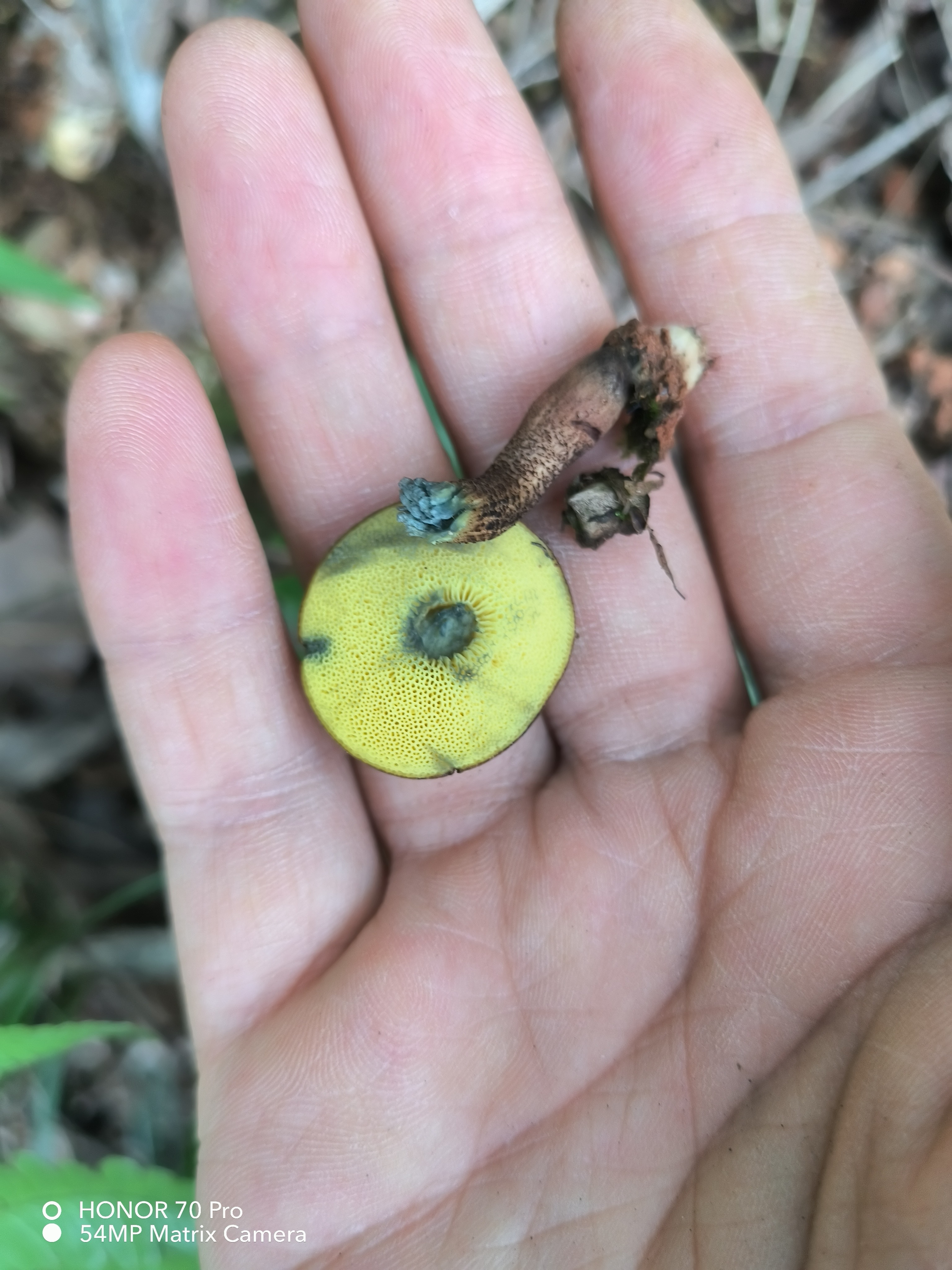 普陀山条孢牛肝菌