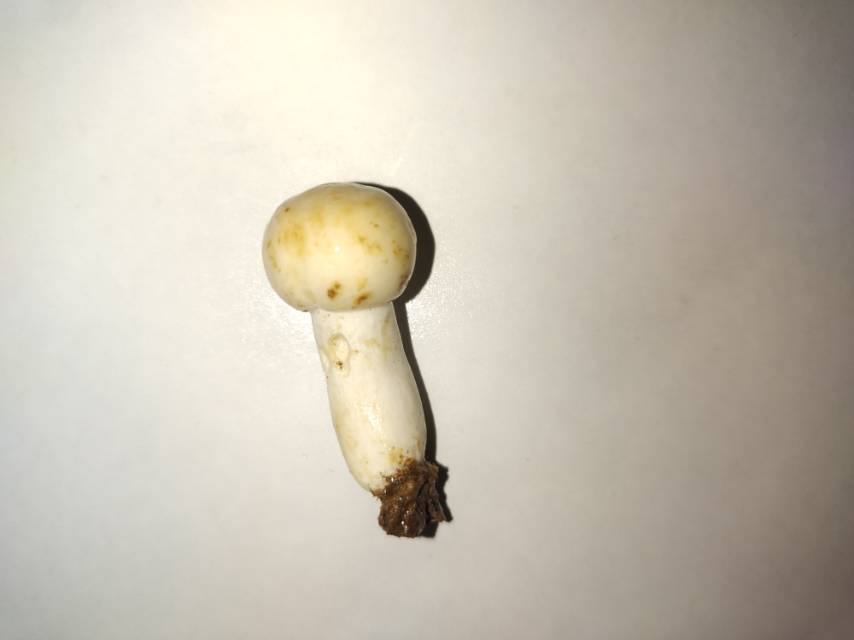 变黄红菇近似种