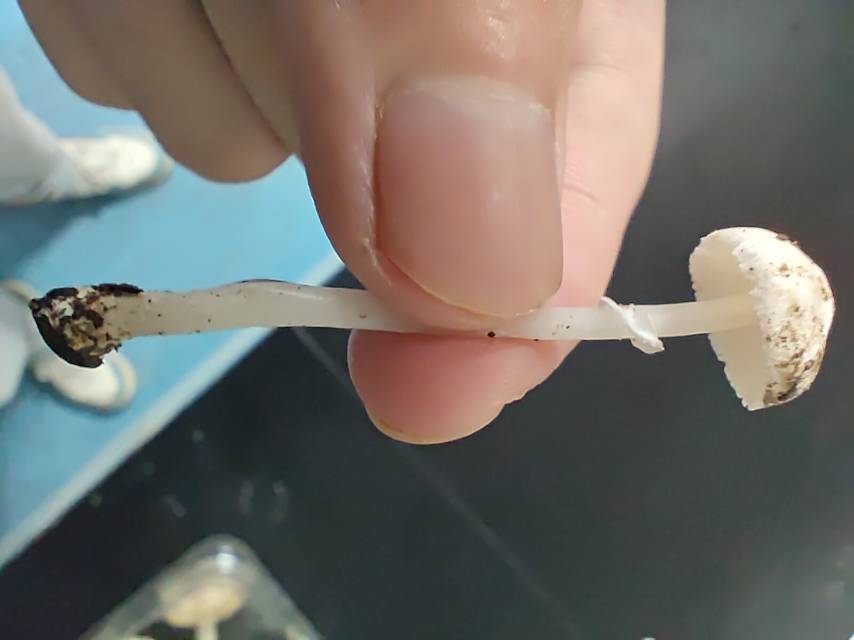 白鳞白环蘑近似种