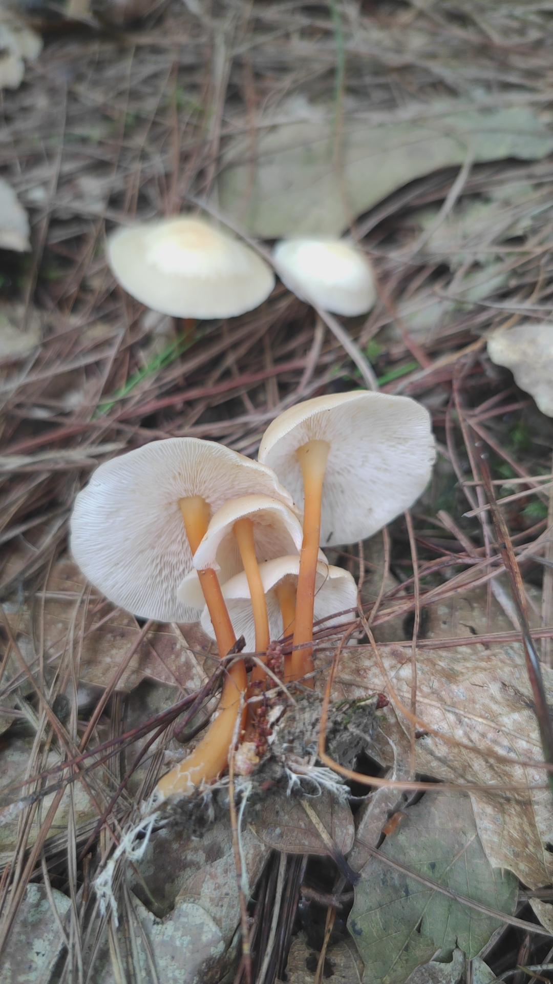 Gymnopus dryophiloides