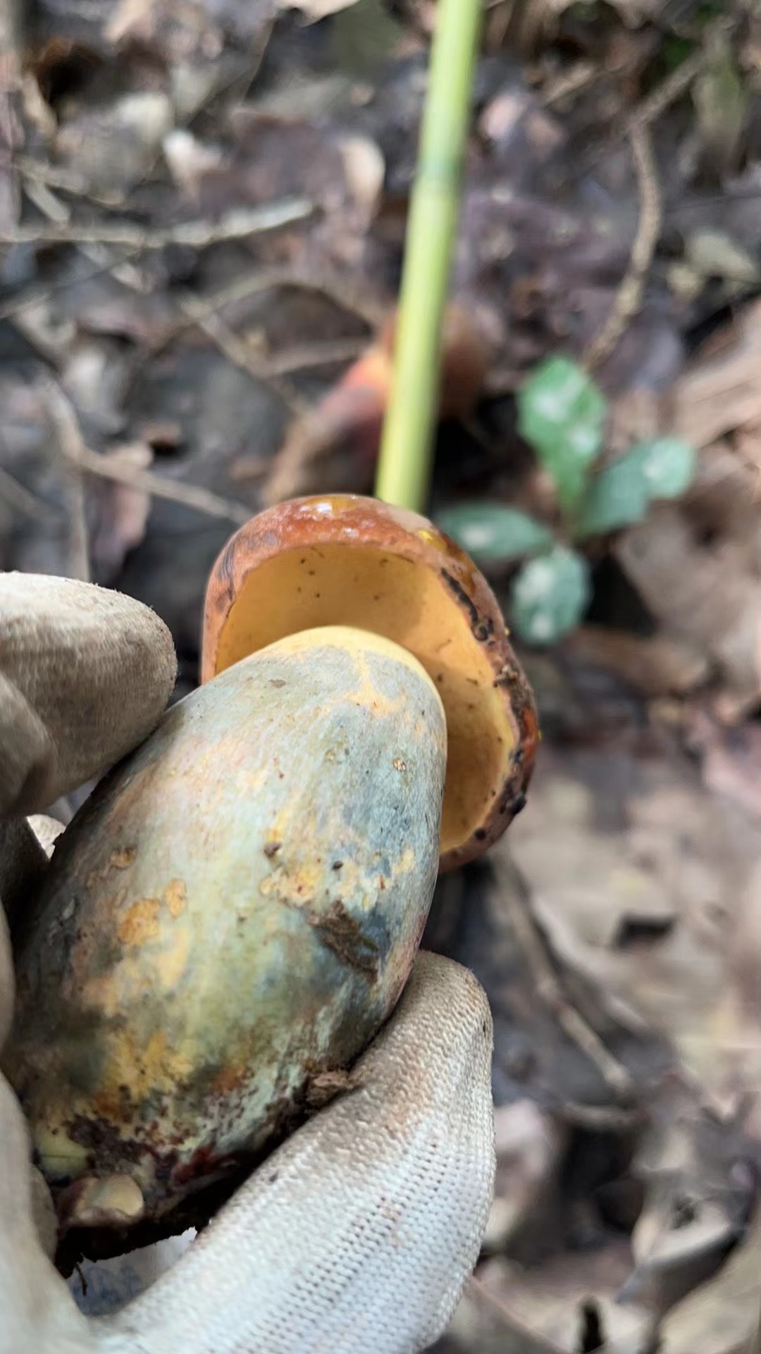 窄孢兰茂牛肝菌