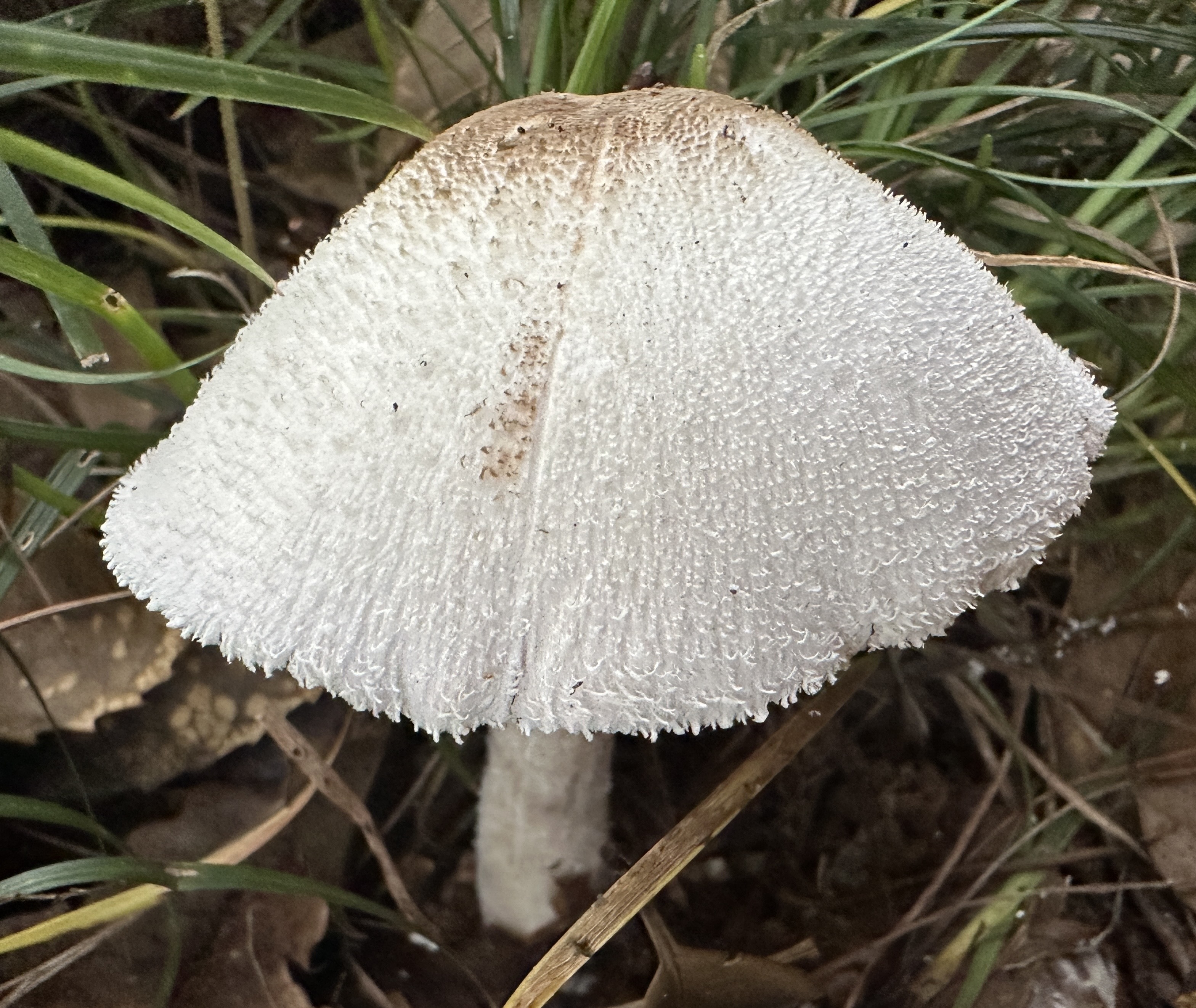 Agaricus sp. nov.