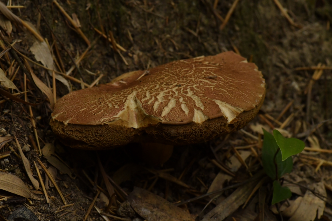 隐纹条孢牛肝菌