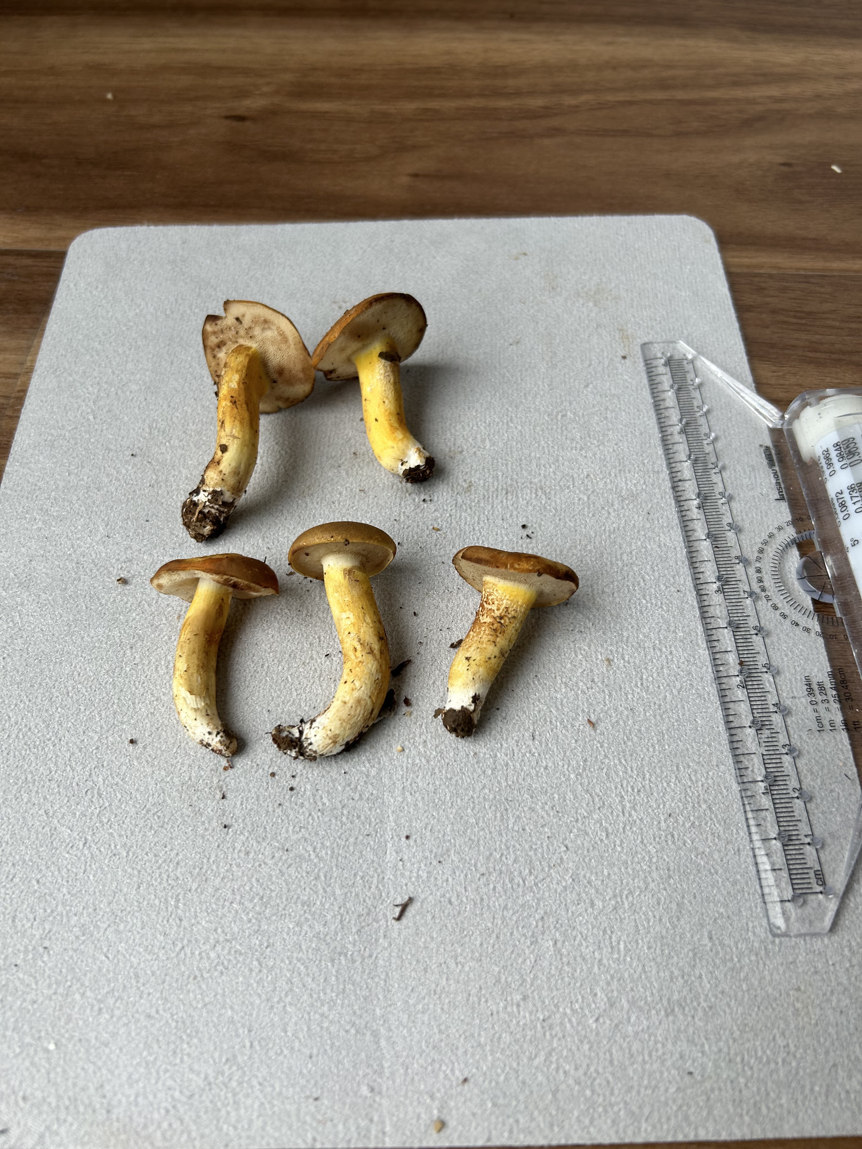 橘红粉孢牛肝菌 暂定