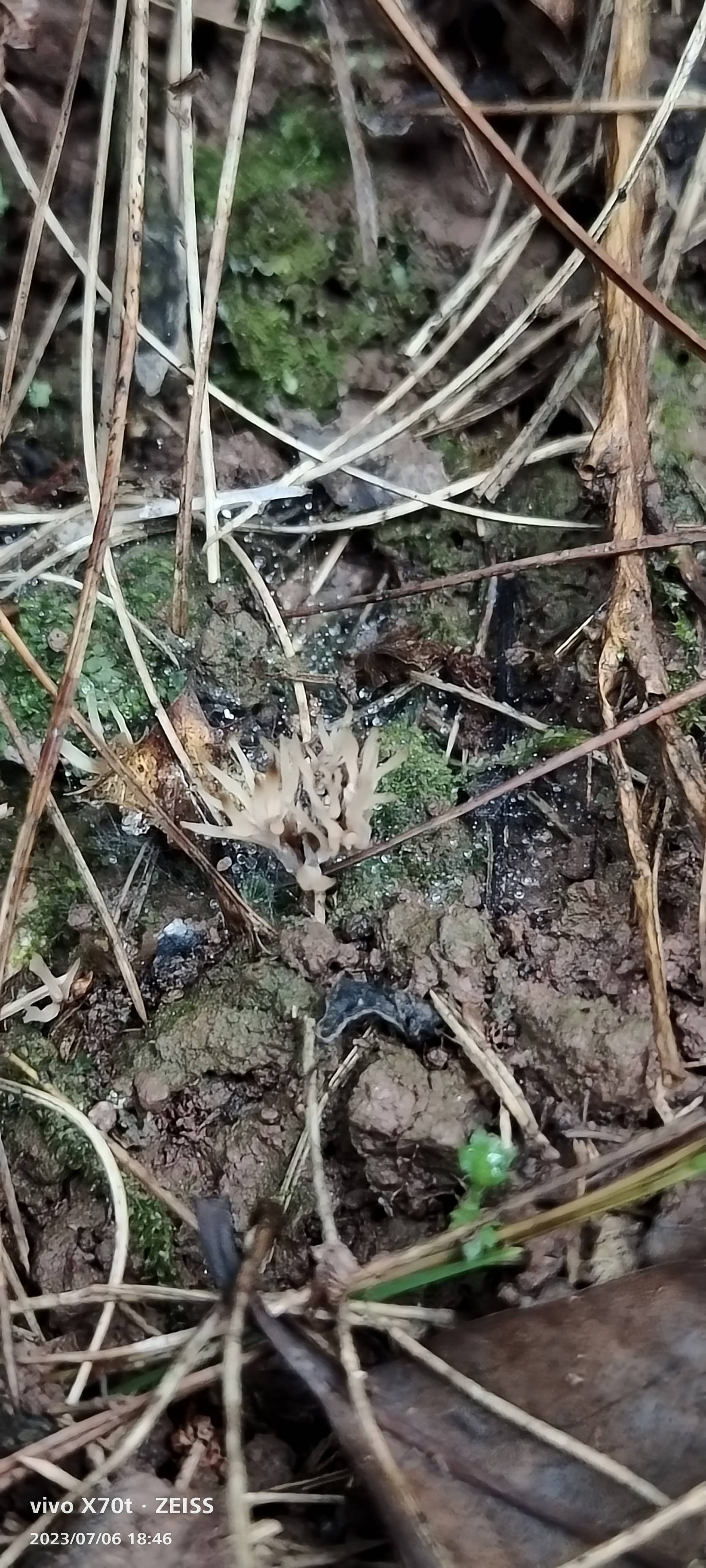 Clavulina castaneipes