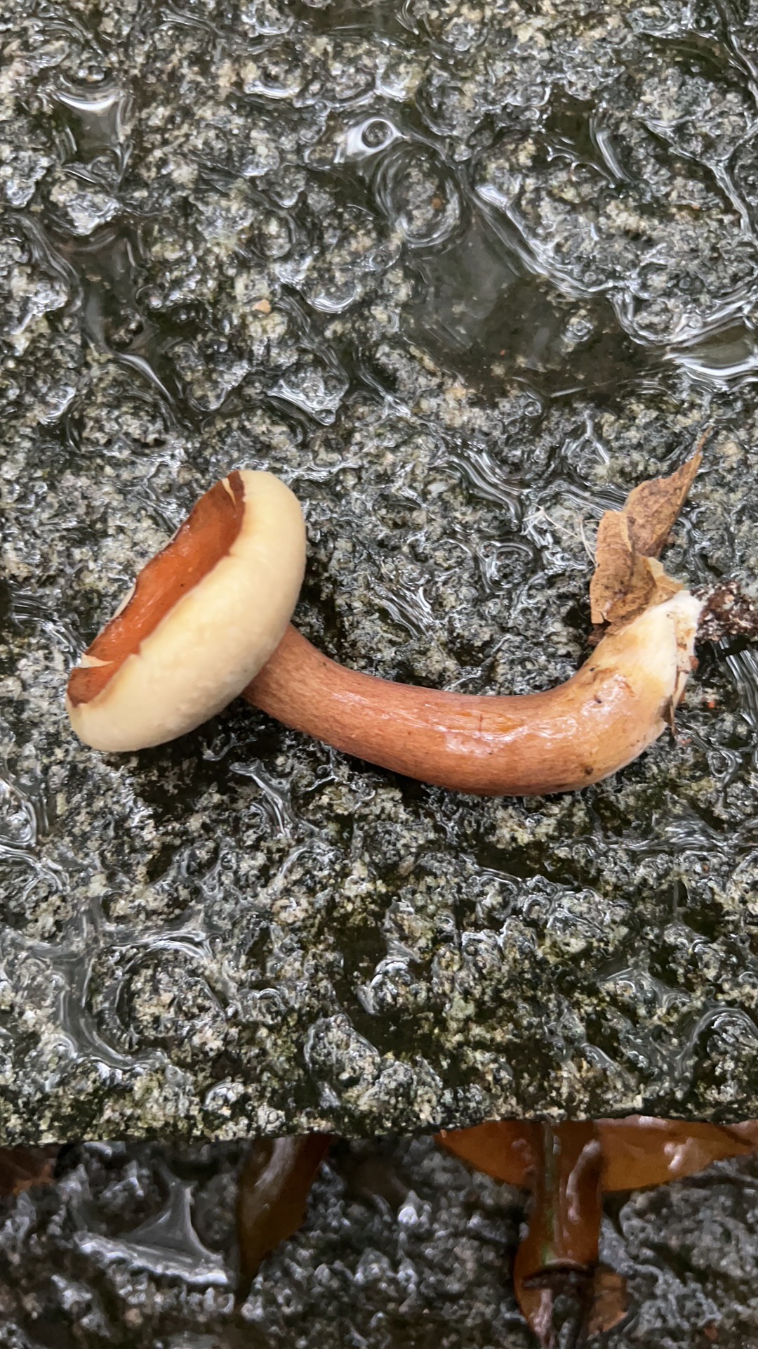 淡紫粉孢牛肝菌 暂定