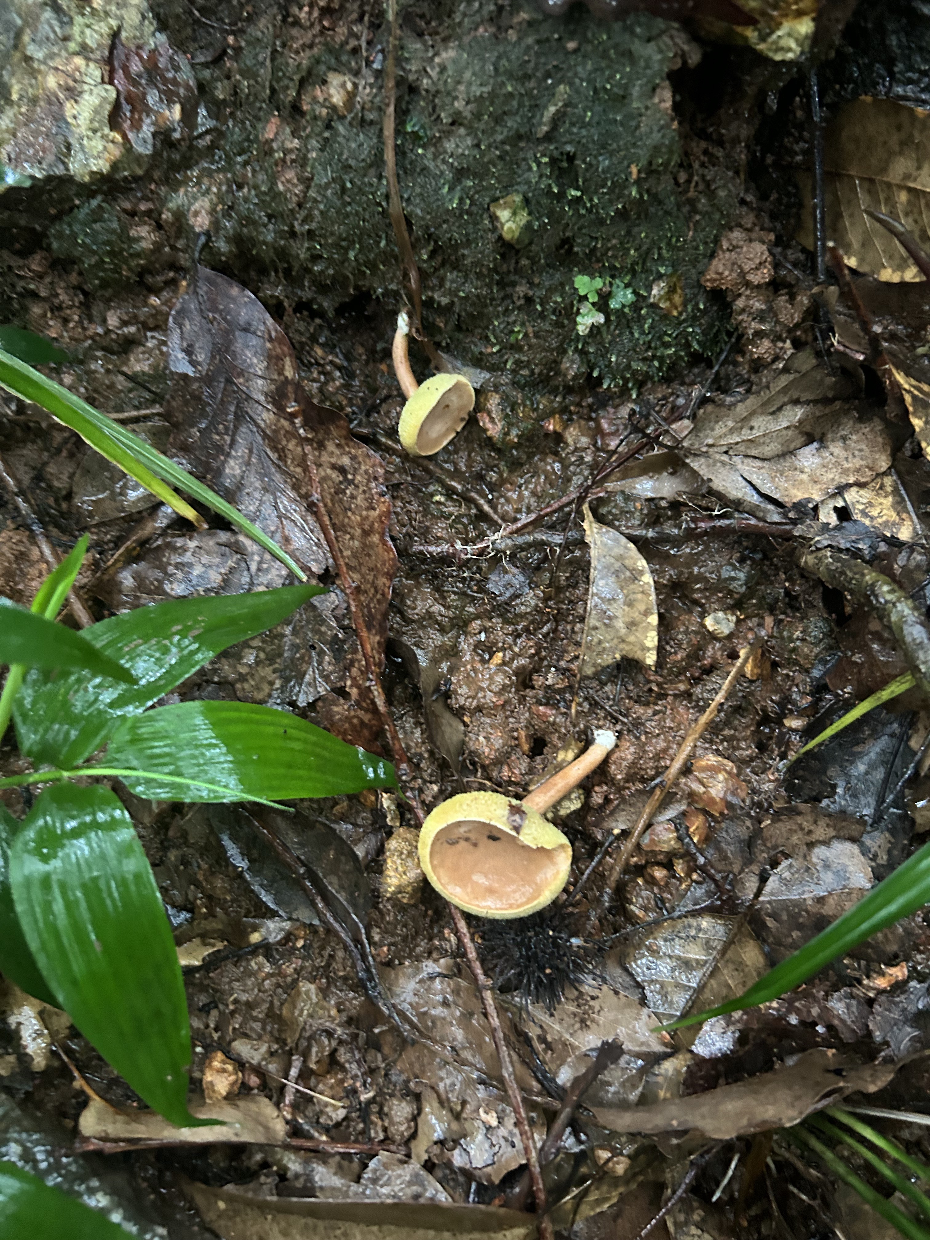 近小果绒盖牛肝菌 暂定