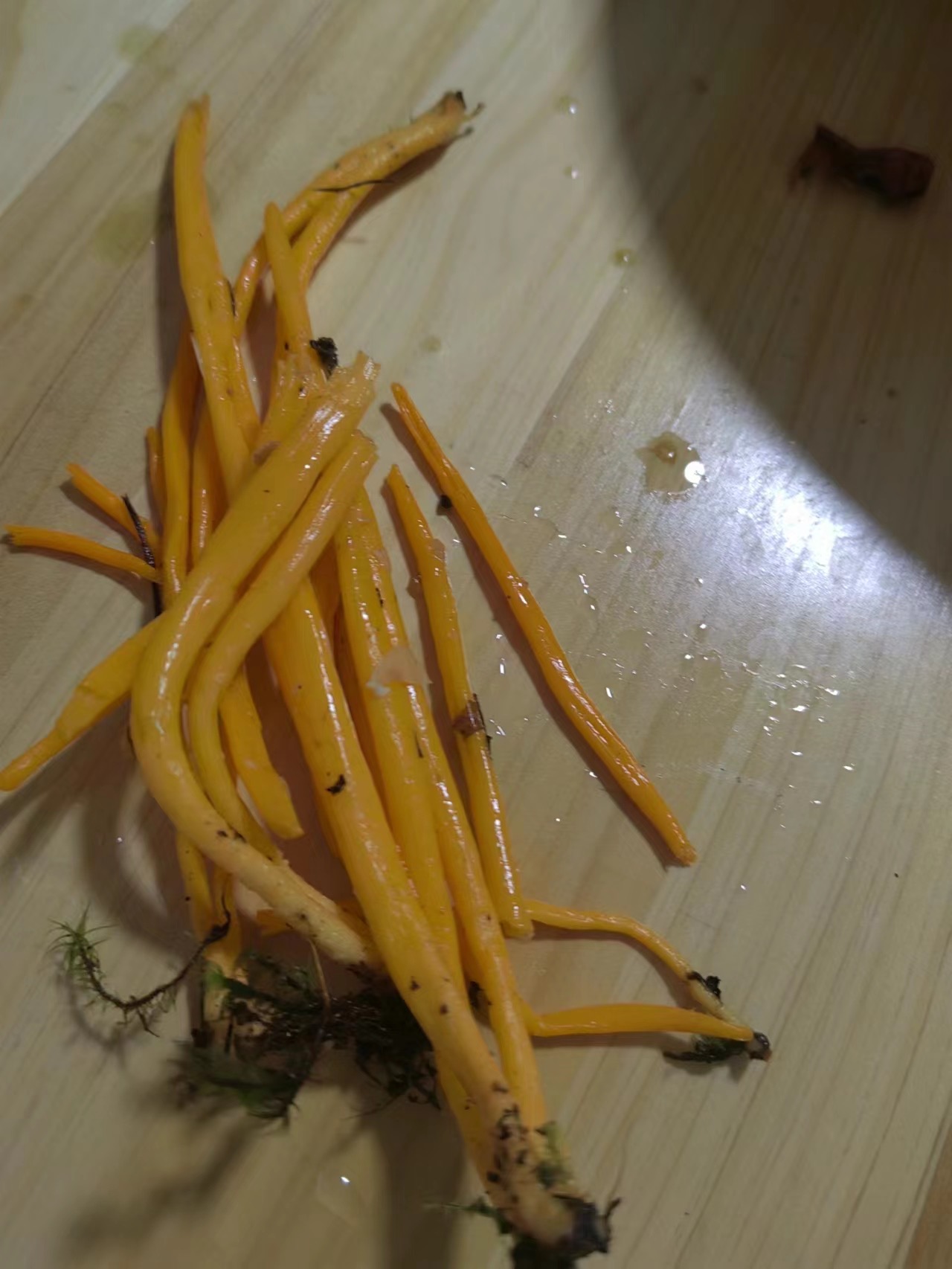 梭形黄拟锁瑚菌