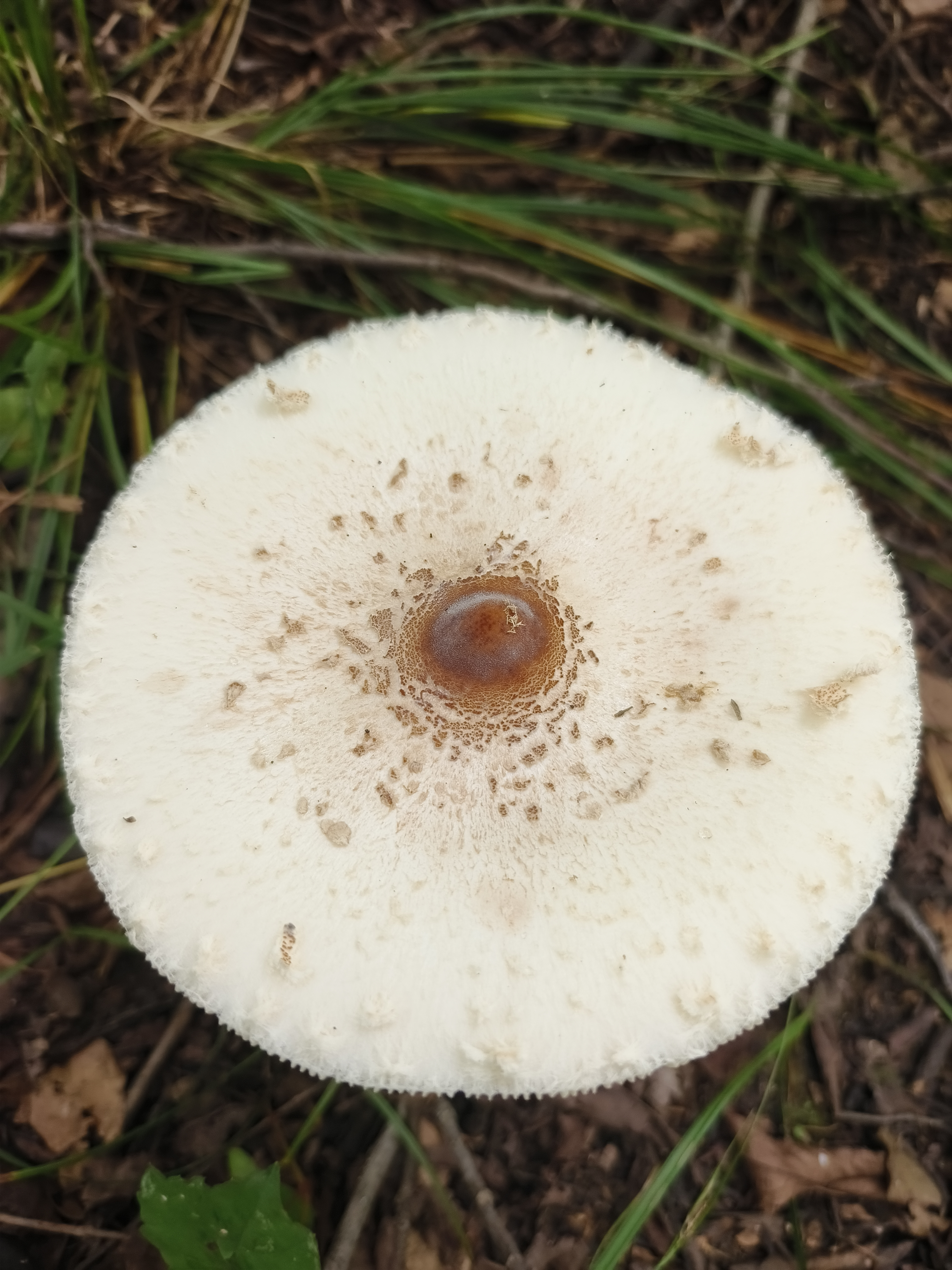 淡黄褶大环柄菇