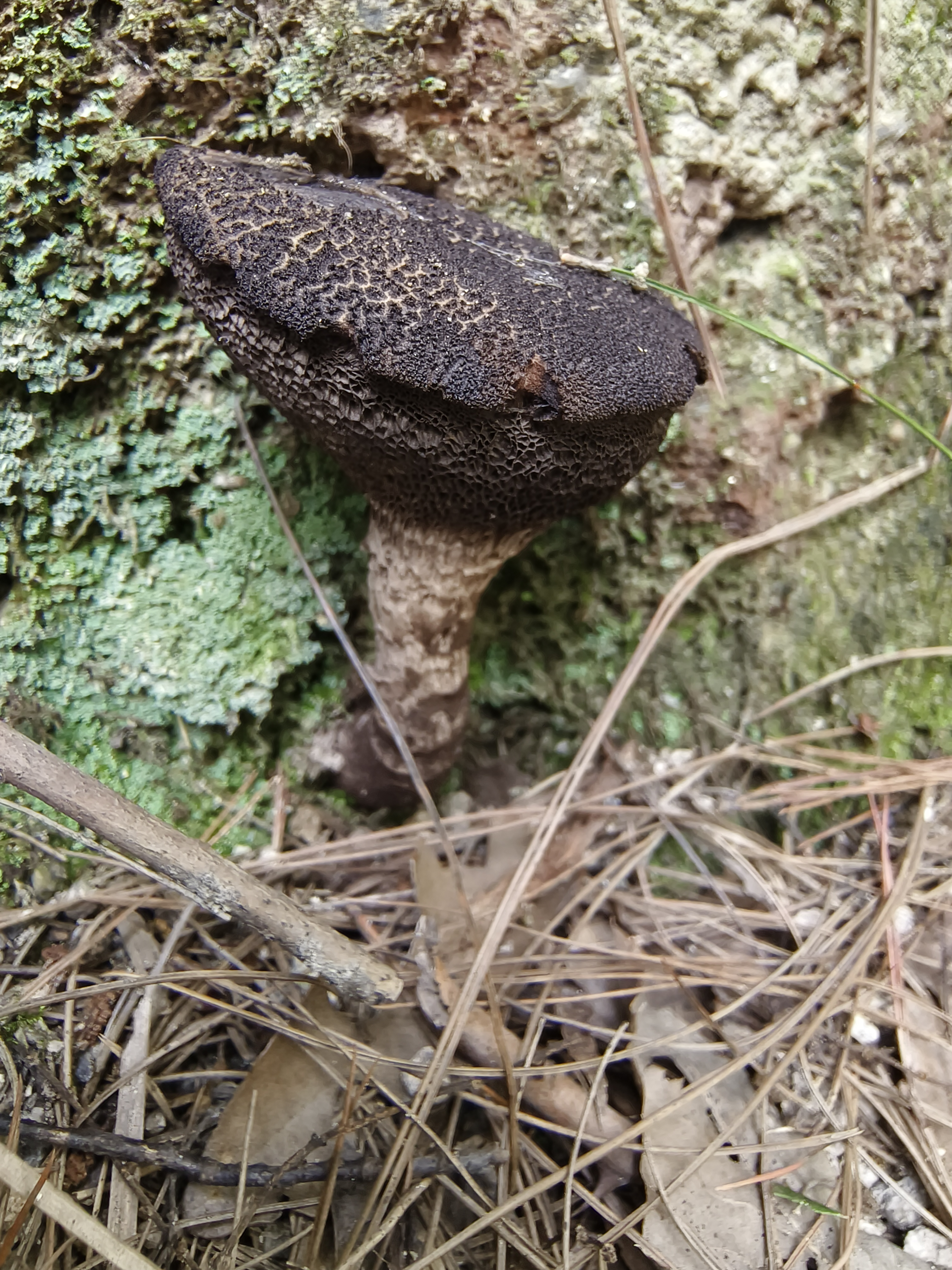 疣突松塔牛肝菌 暂定