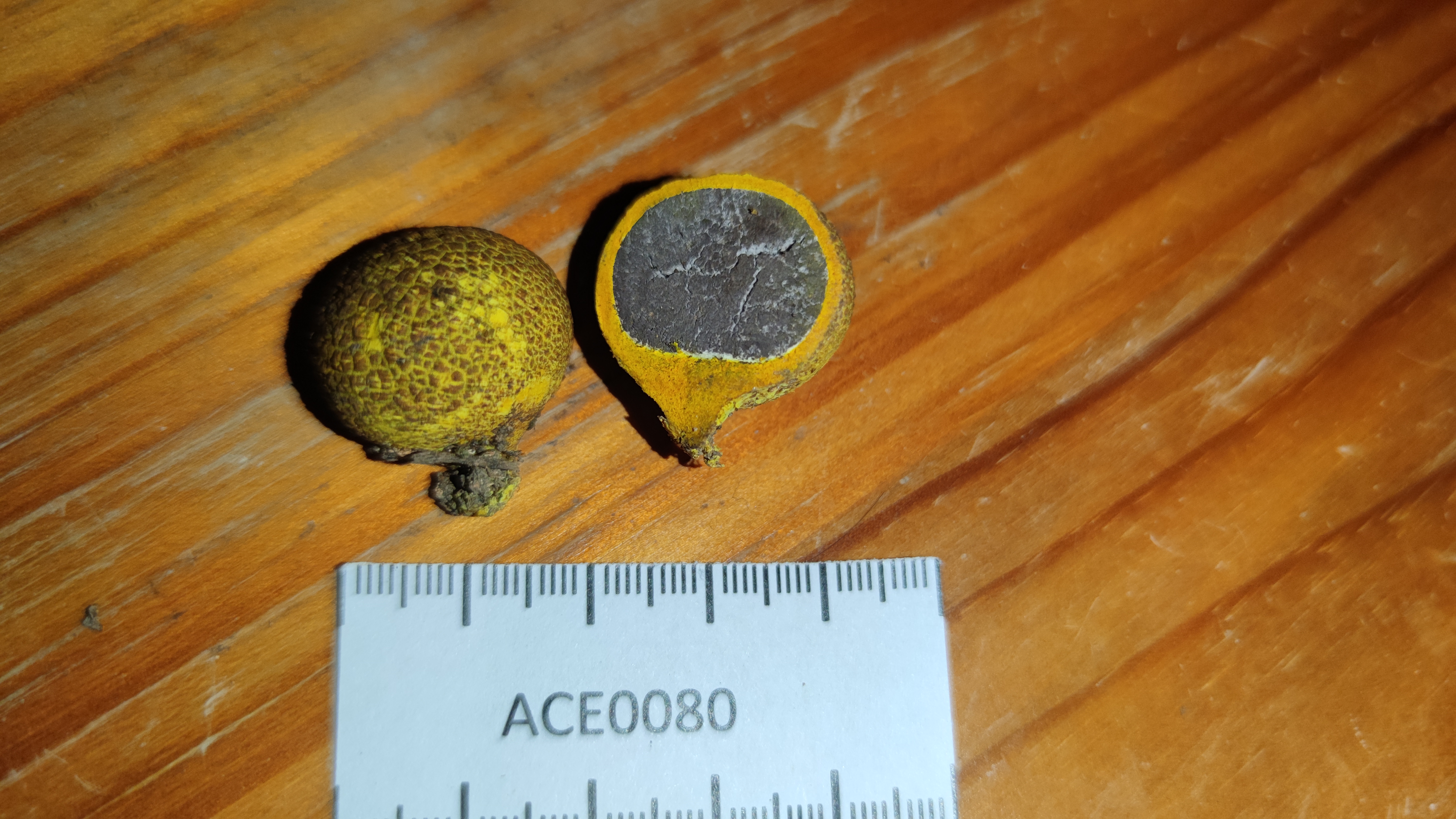 硬皮马勃属 考虑新种