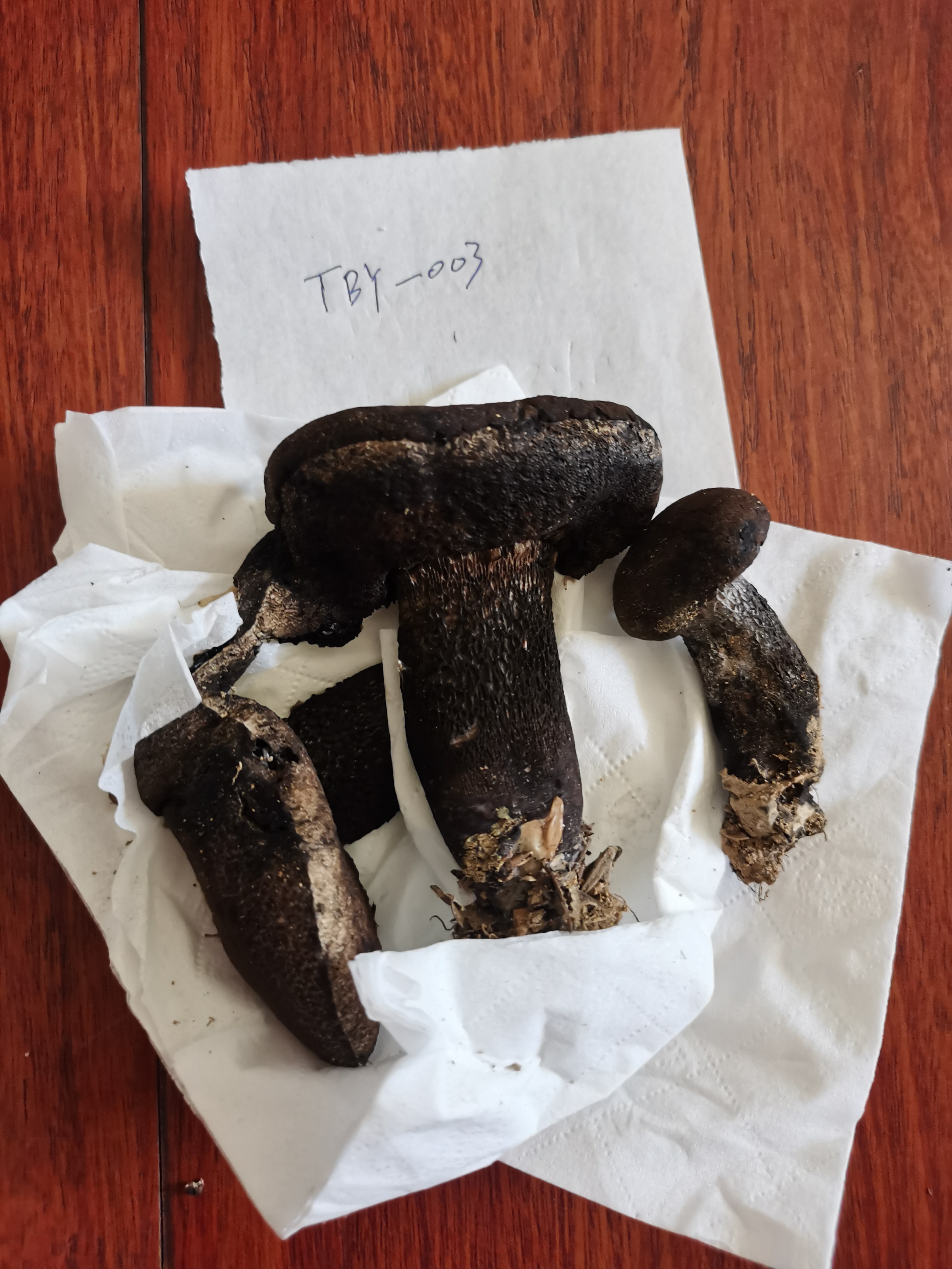 黑紫变黑牛肝菌