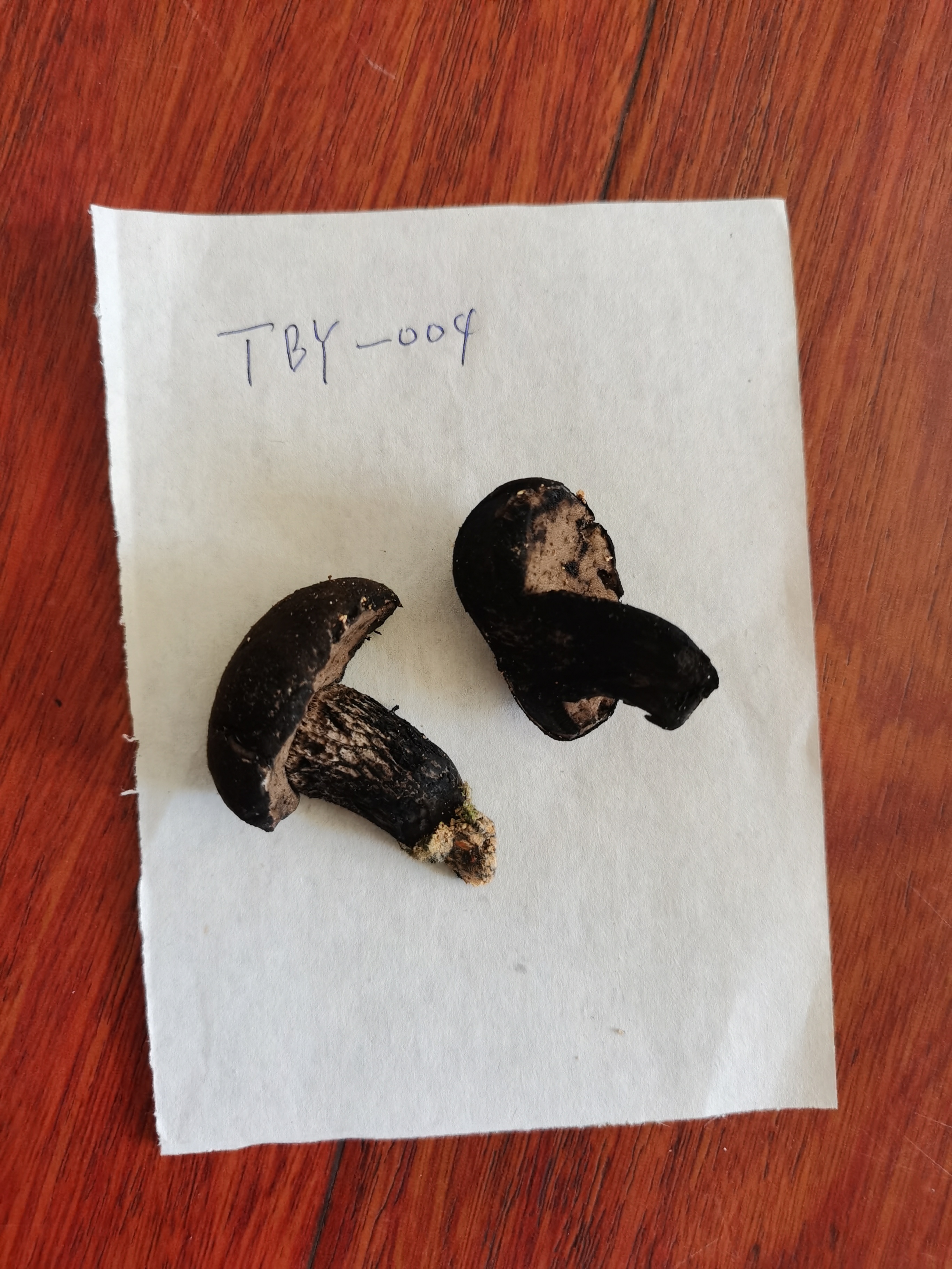 黑紫变黑牛肝菌