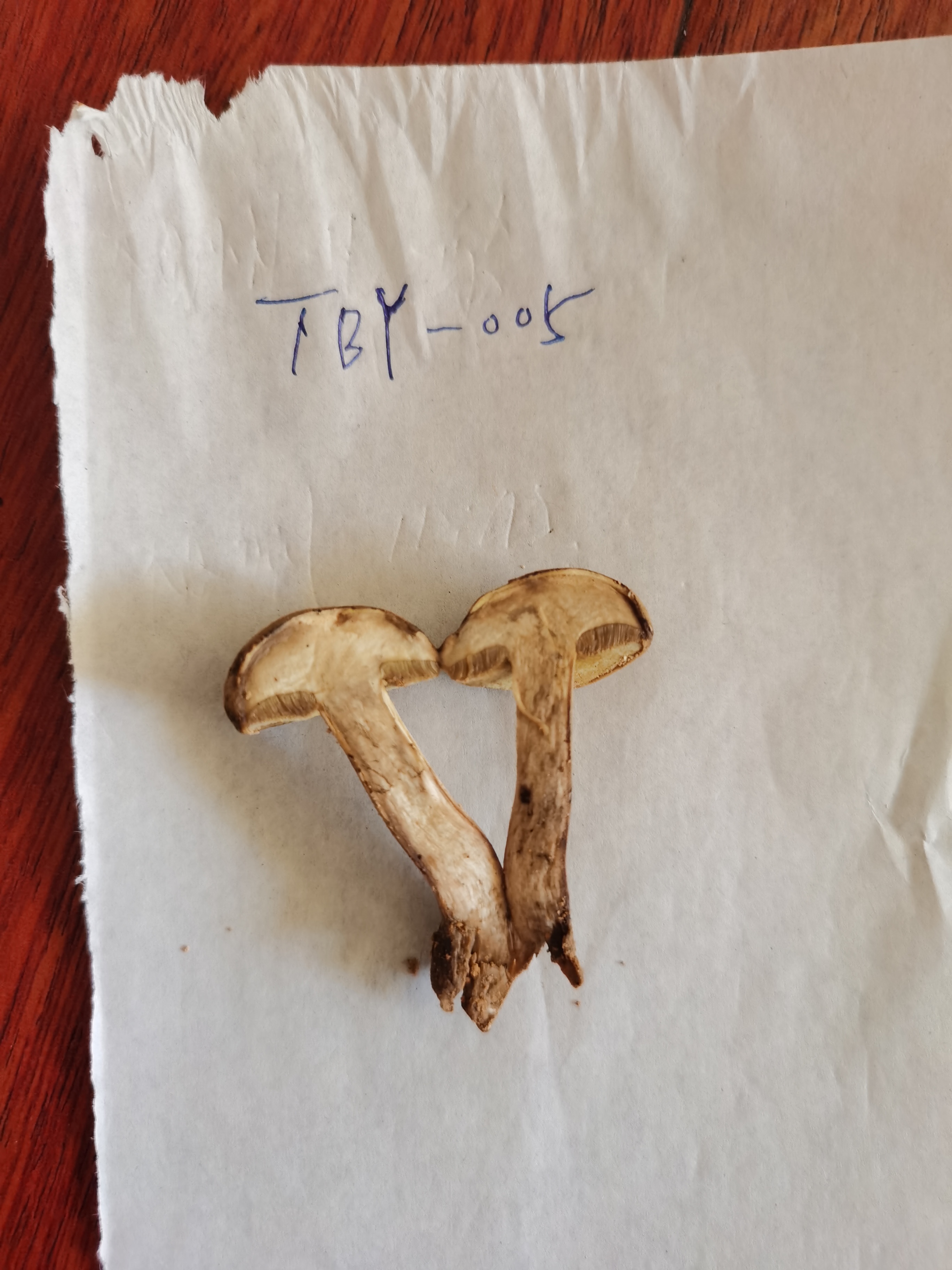 壳斗生变蓝牛肝菌 暂定