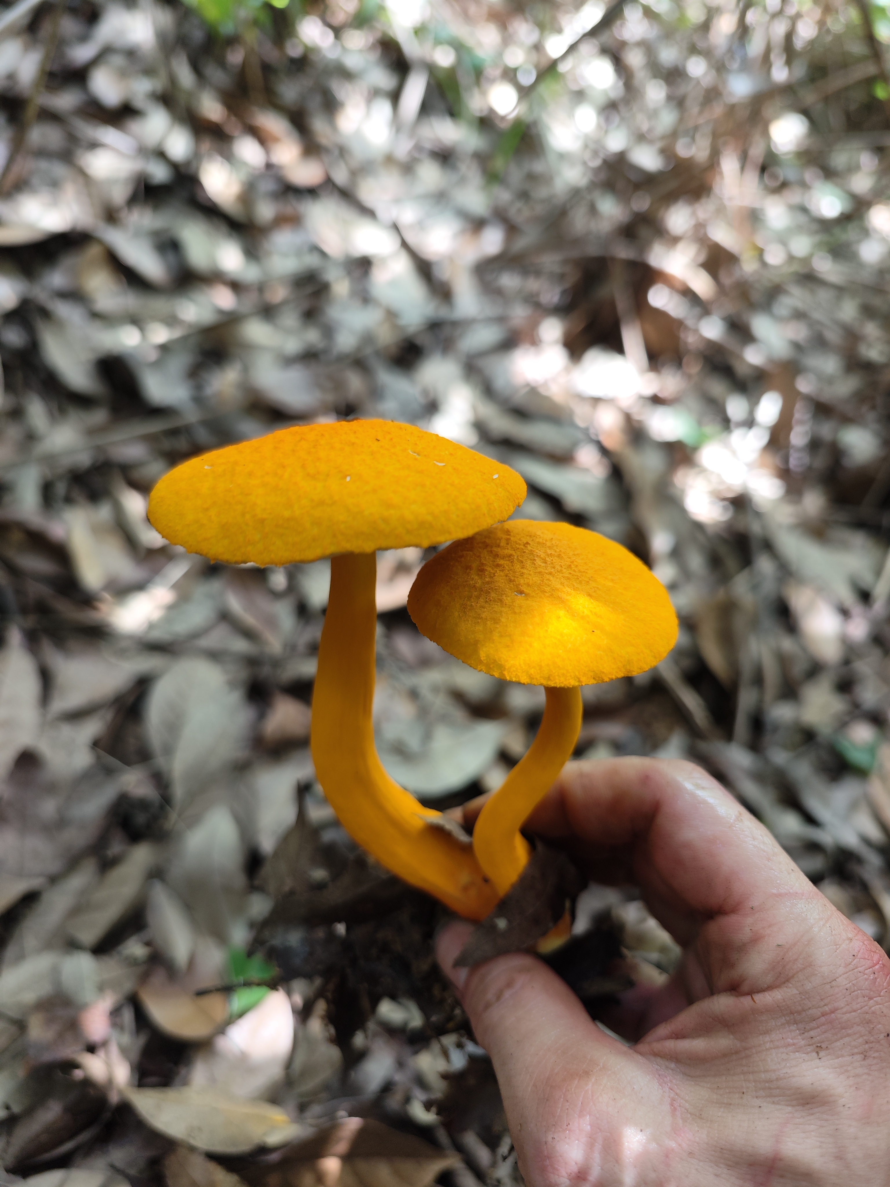 小橙黄金牛肝菌