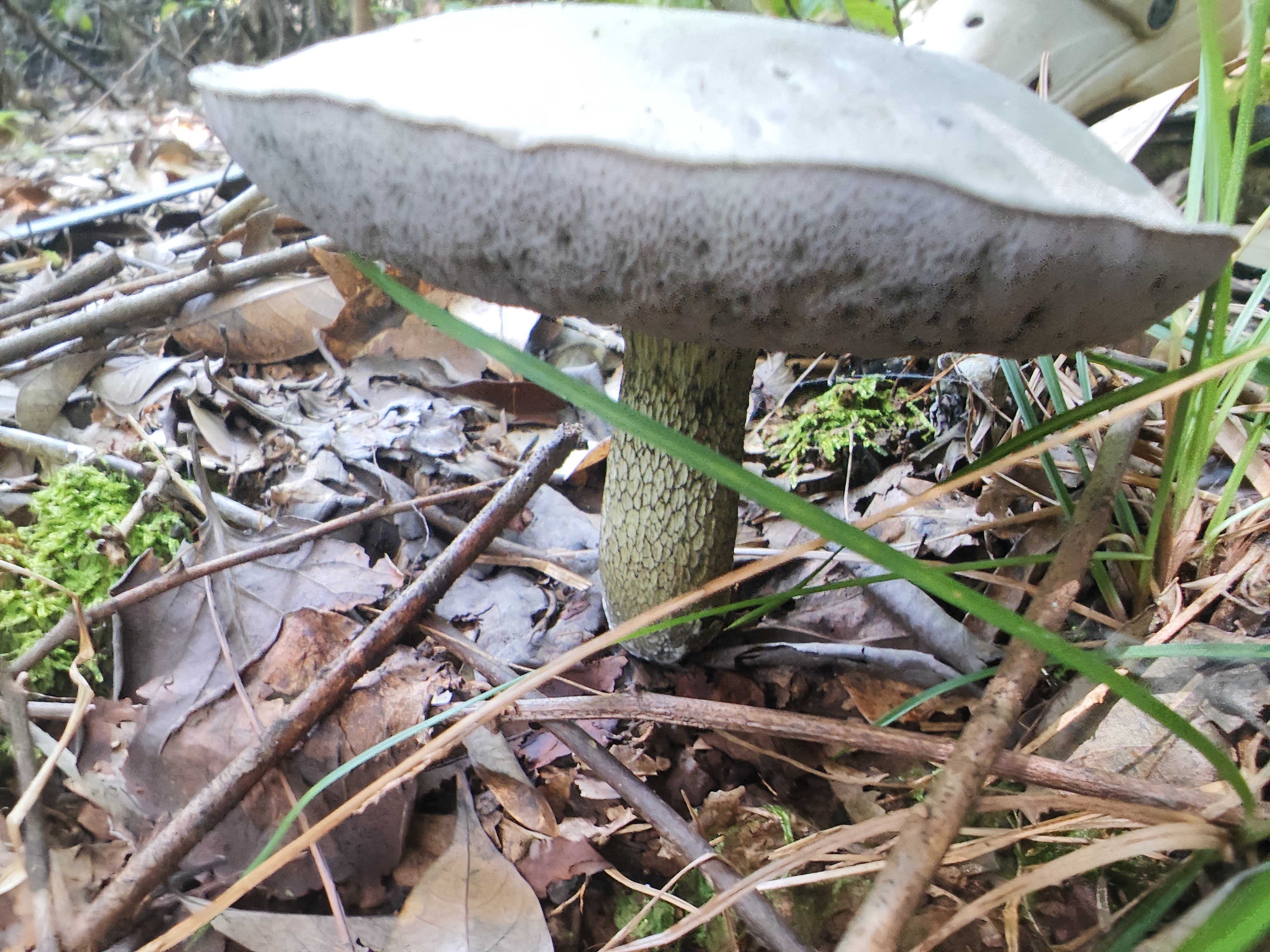 张飞网柄牛肝菌