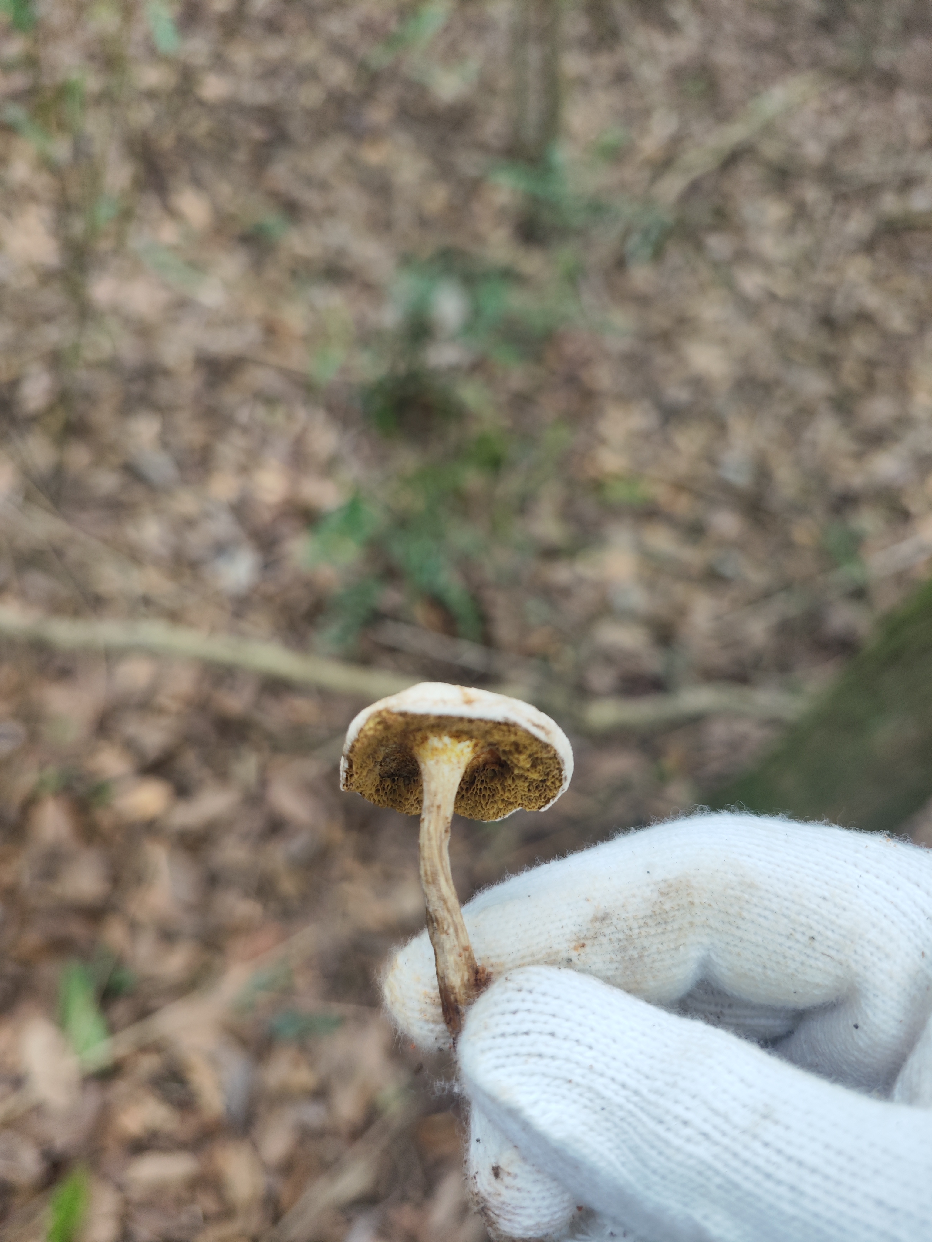 萝卜味金牛肝菌