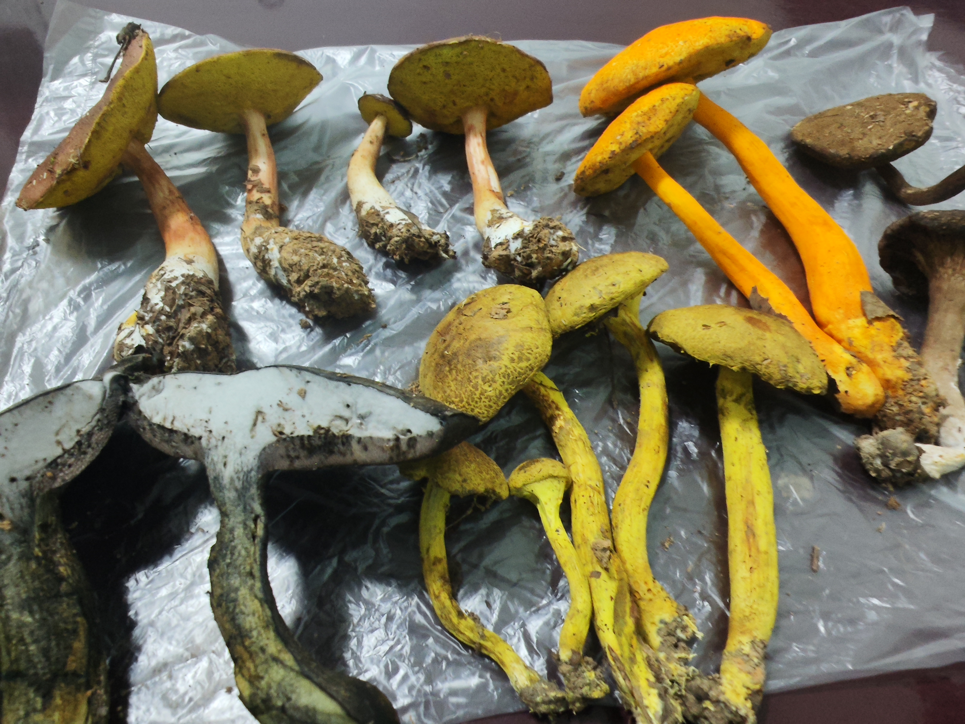 亚红粉末牛肝菌 暂定