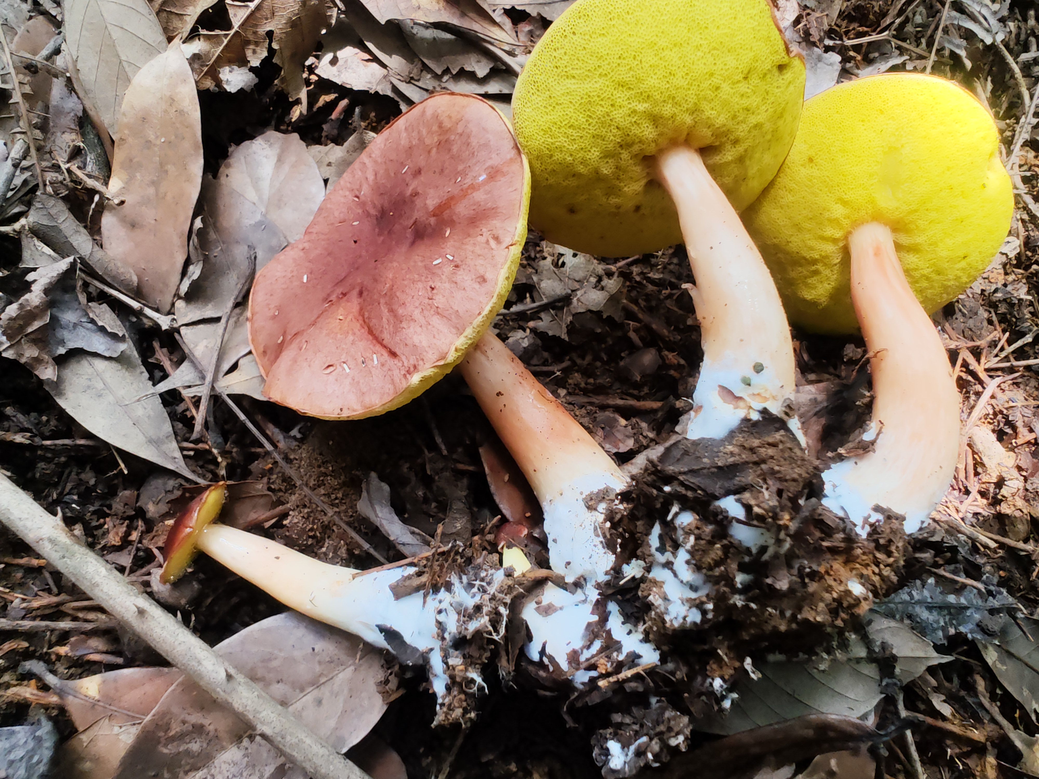 中华栗色金牛肝菌 暂定