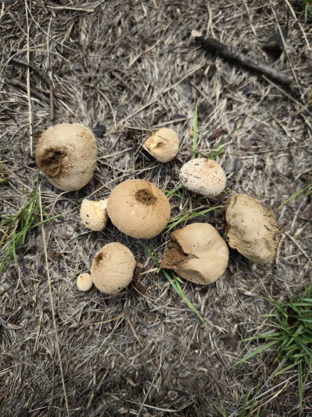 网纹马勃复合群 等