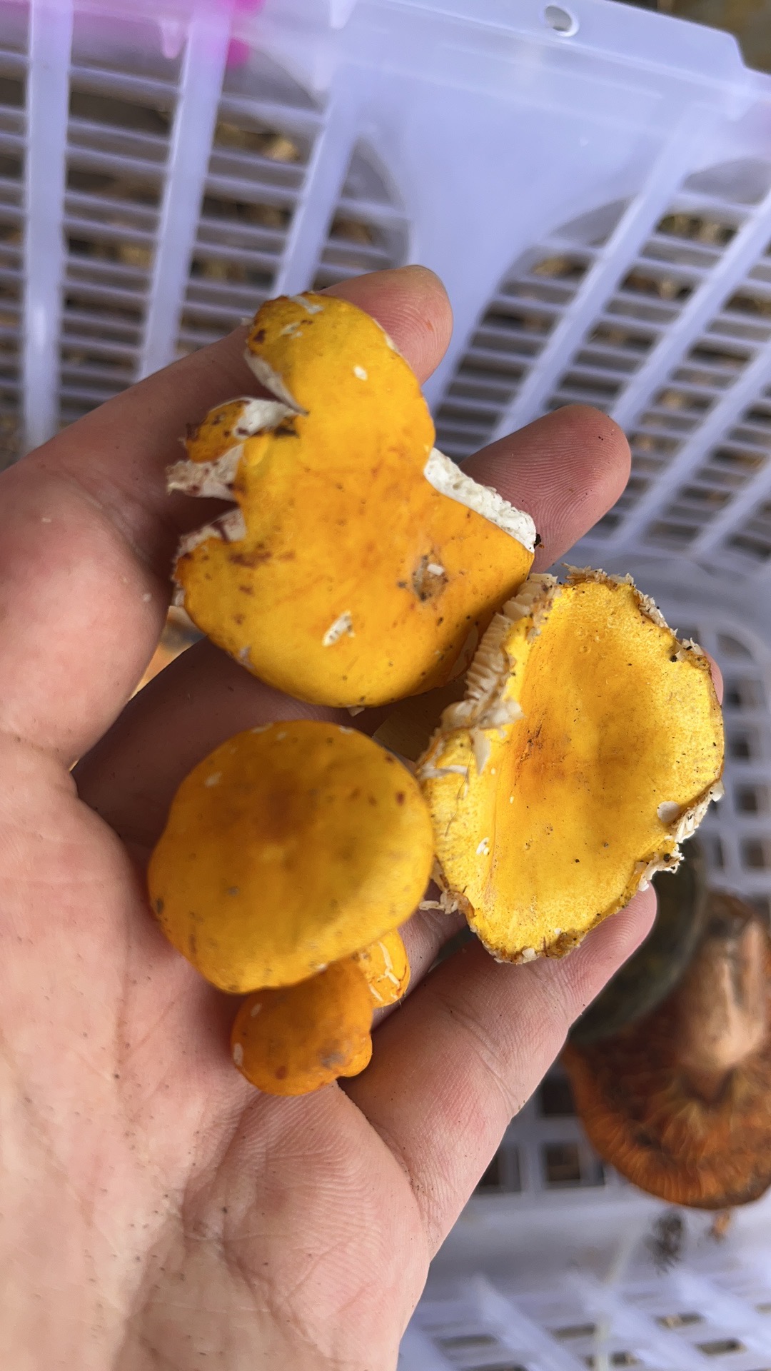 中华黄红菇（暂定名）