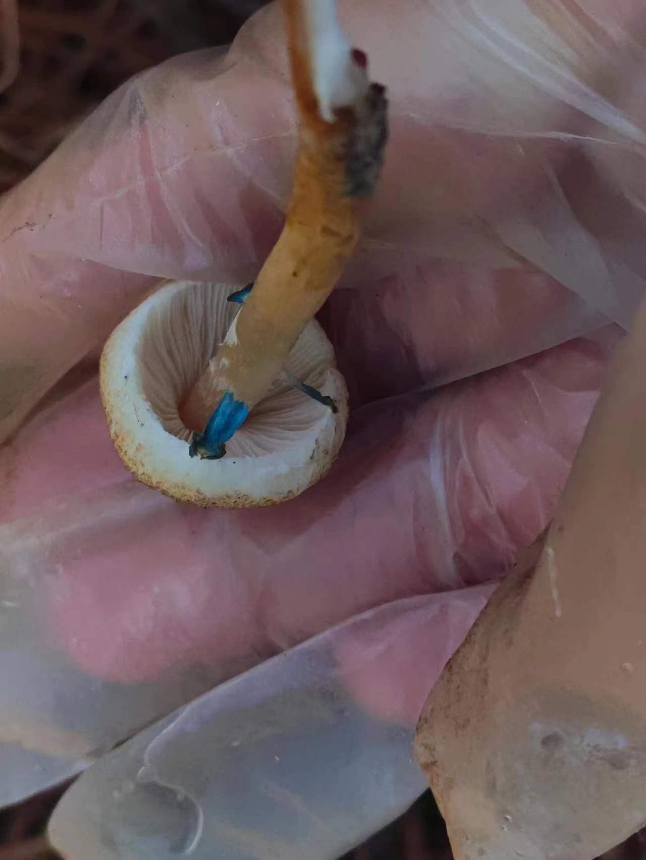 Leucoagaricus sp. nov.