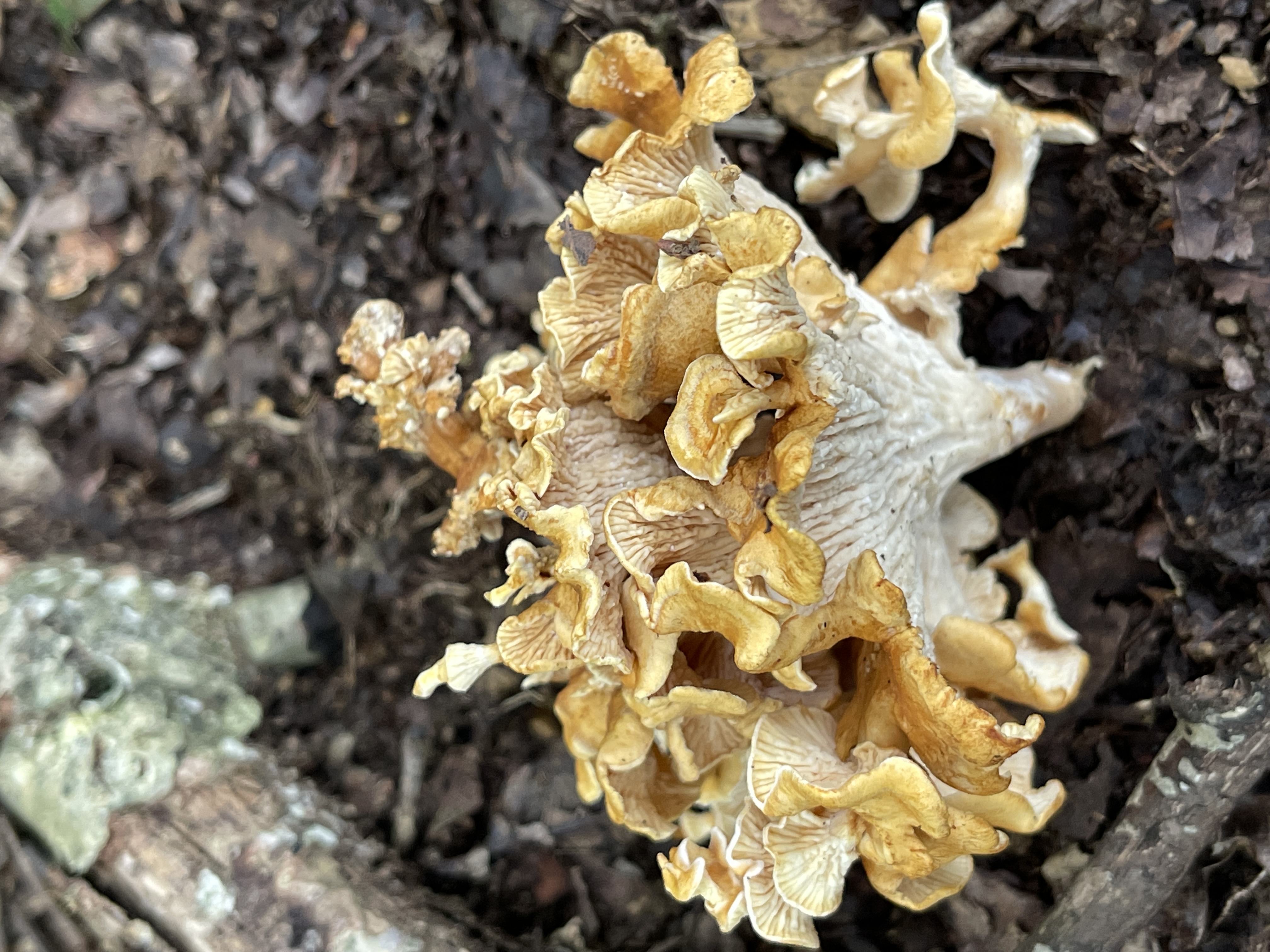 哀牢山具柄干朽菌